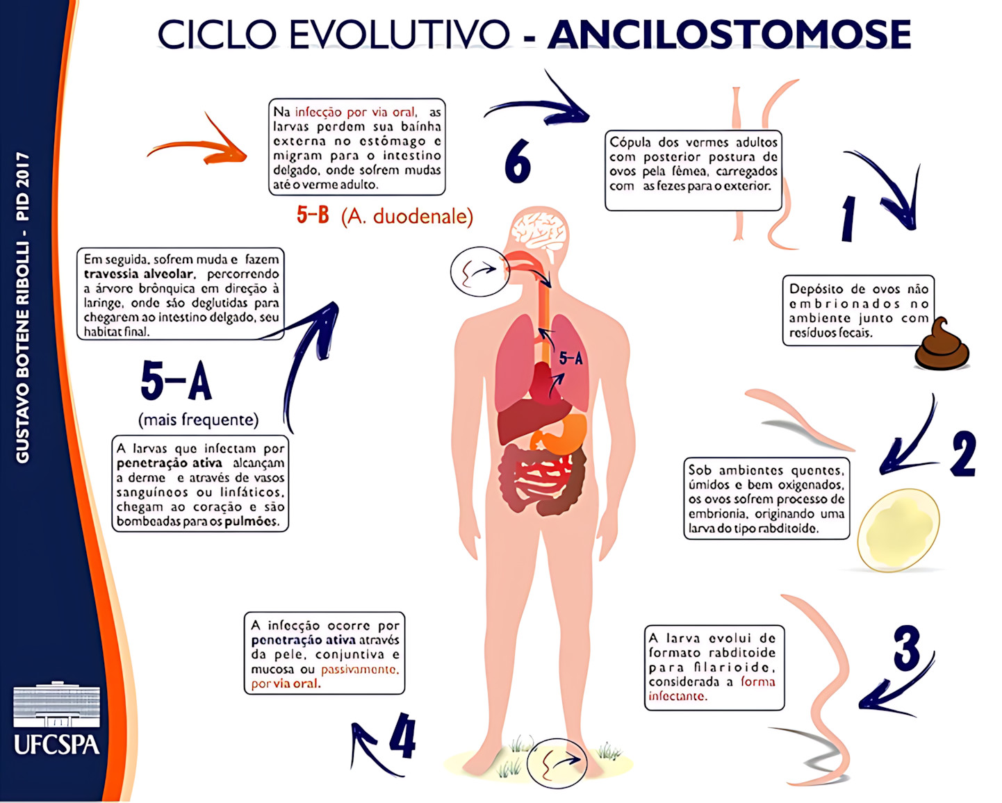 MAPA MENTAL SOBRE ANCILOSTOMOSE