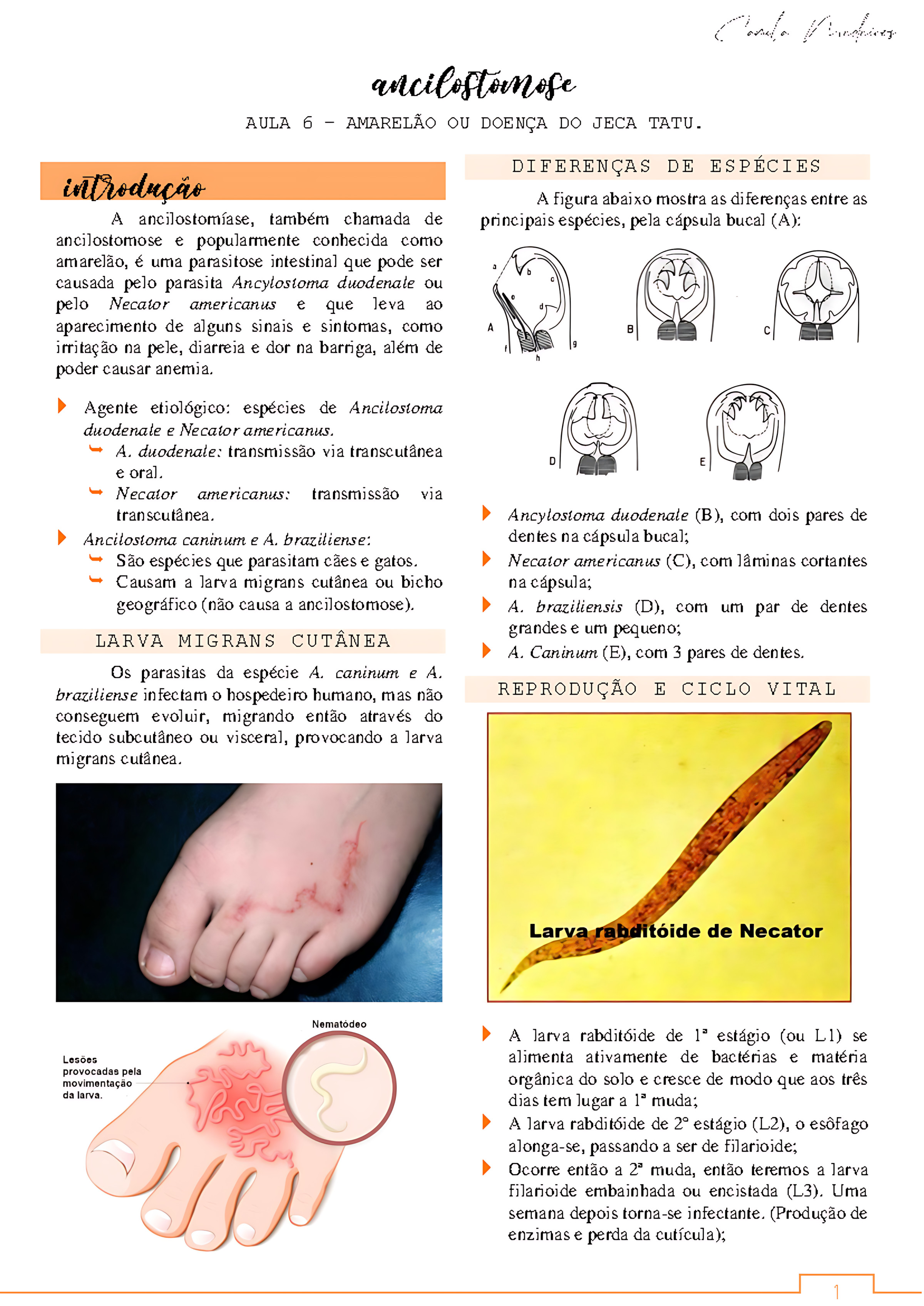 MAPA MENTAL SOBRE ANCILOSTOMOSE