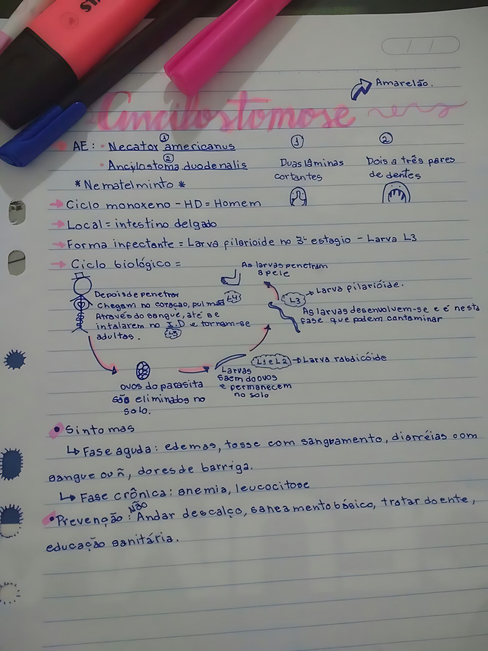 MAPA MENTAL SOBRE ANCILOSTOMOSE