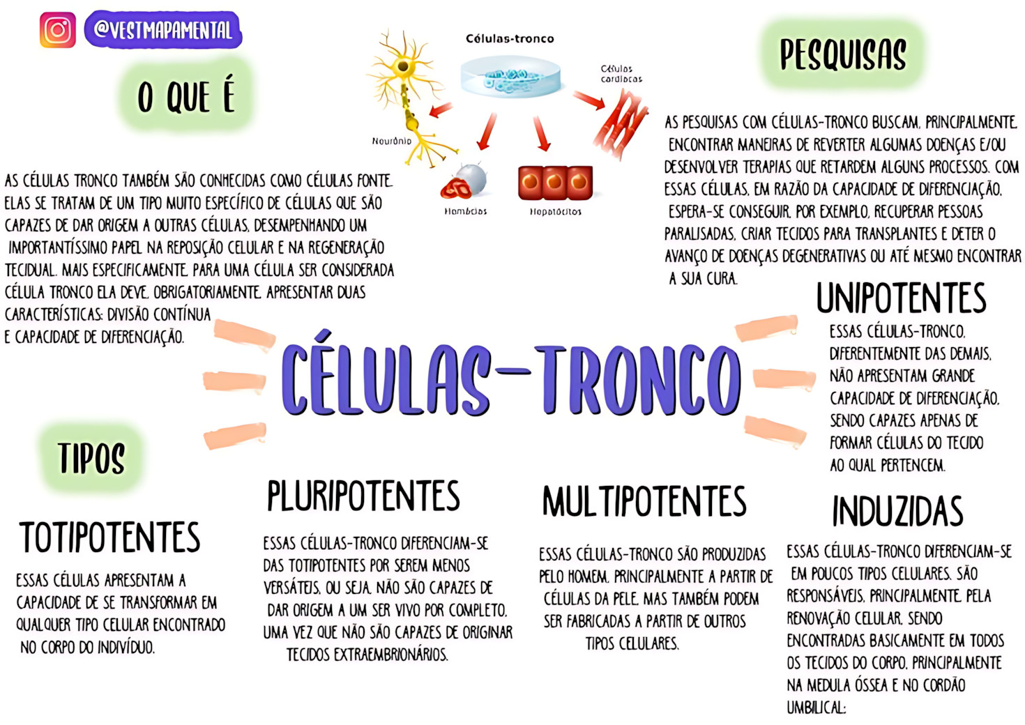 MAPA MENTAL SOBRE CELULASTRONCO