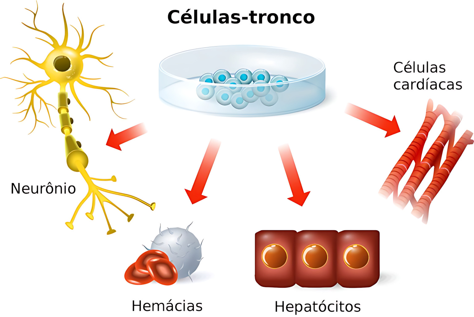 MAPA MENTAL SOBRE CÉLULAS-TRONCO