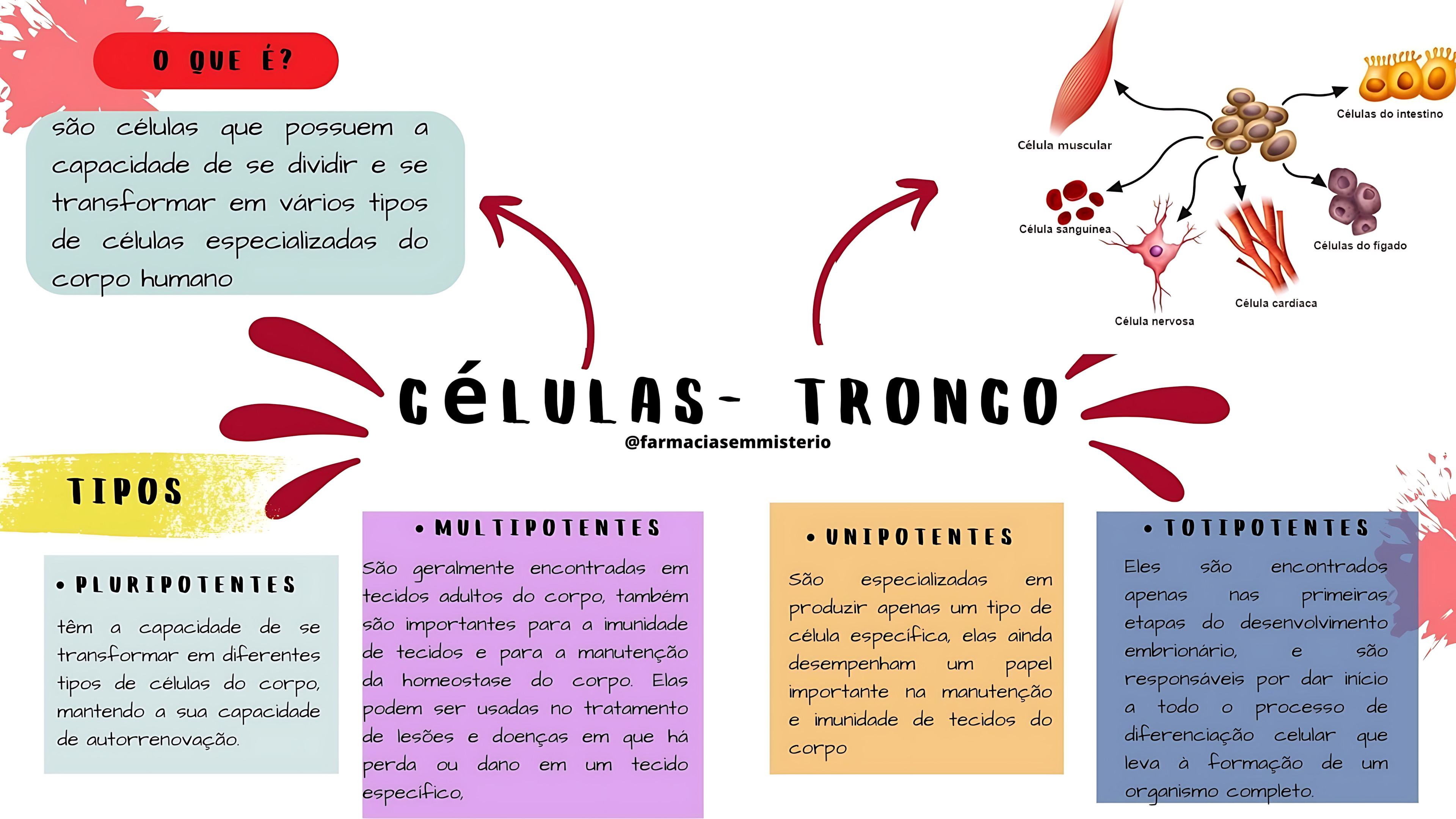MAPA MENTAL SOBRE CÉLULAS-TRONCO