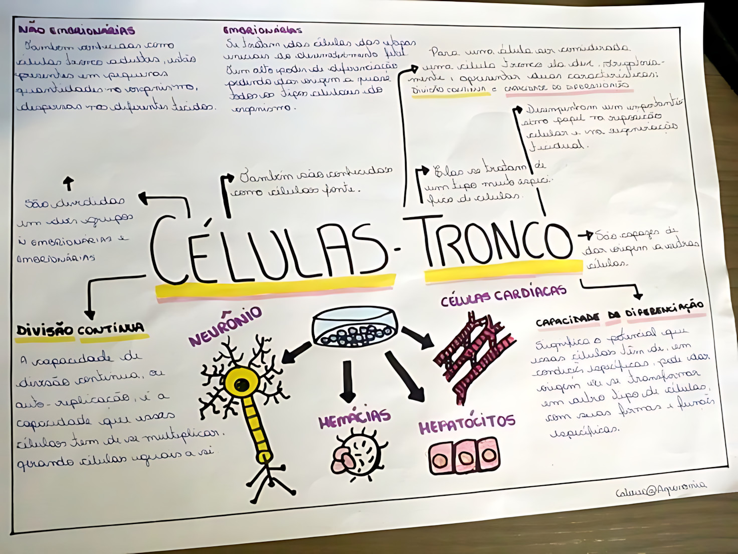 MAPA MENTAL SOBRE CÉLULAS-TRONCO