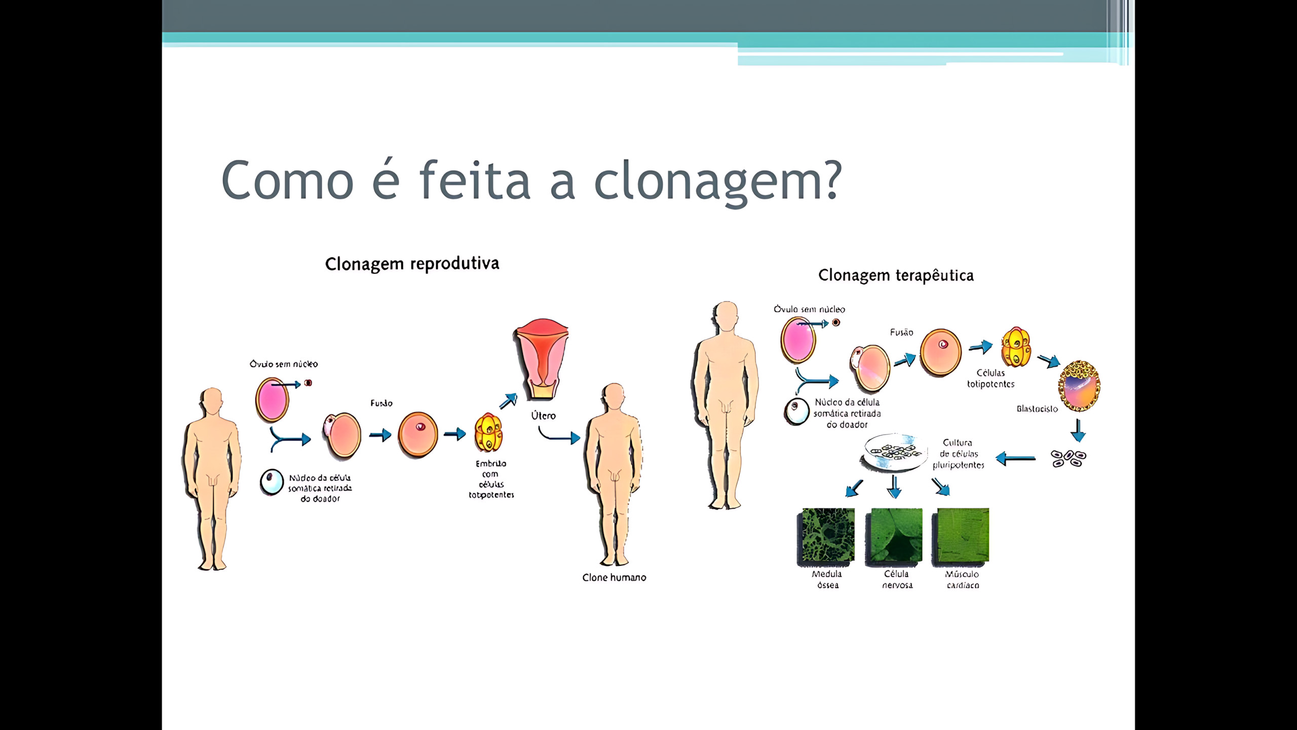 CLONAGEM