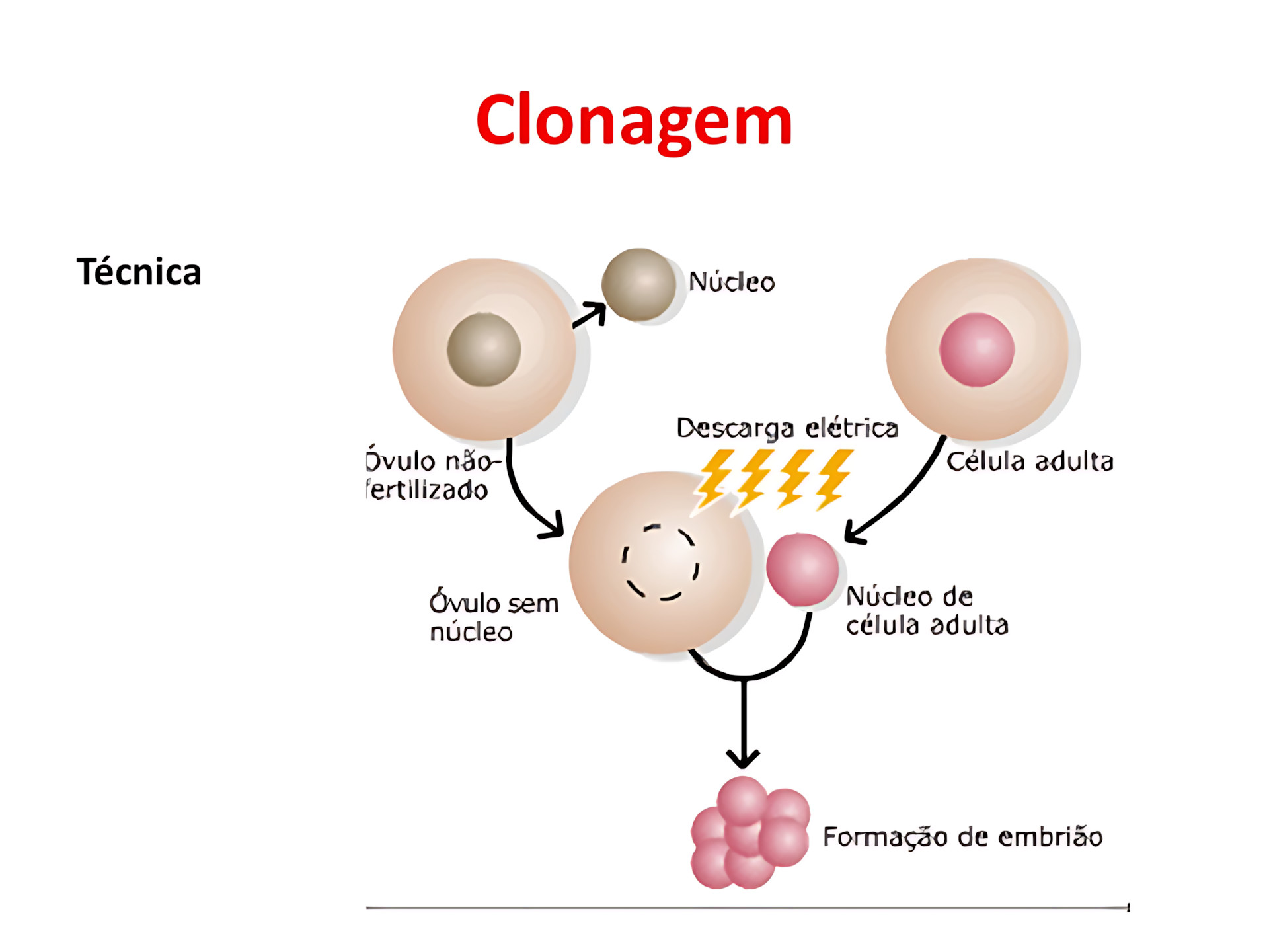 CLONAGEM