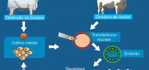 MAPA MENTAL SOBRE CLONAGEM