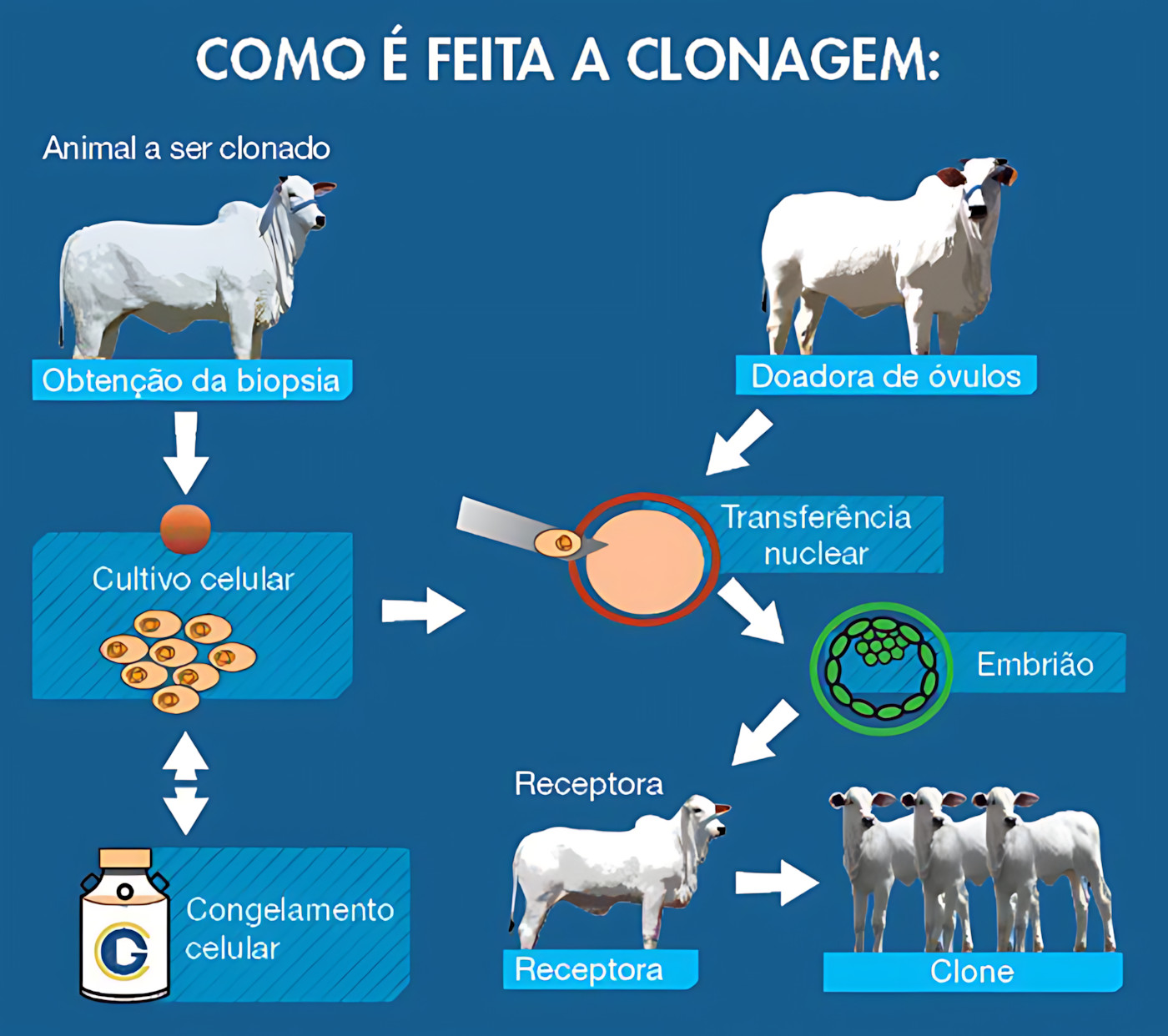 MAPA MENTAL SOBRE CLONAGEM