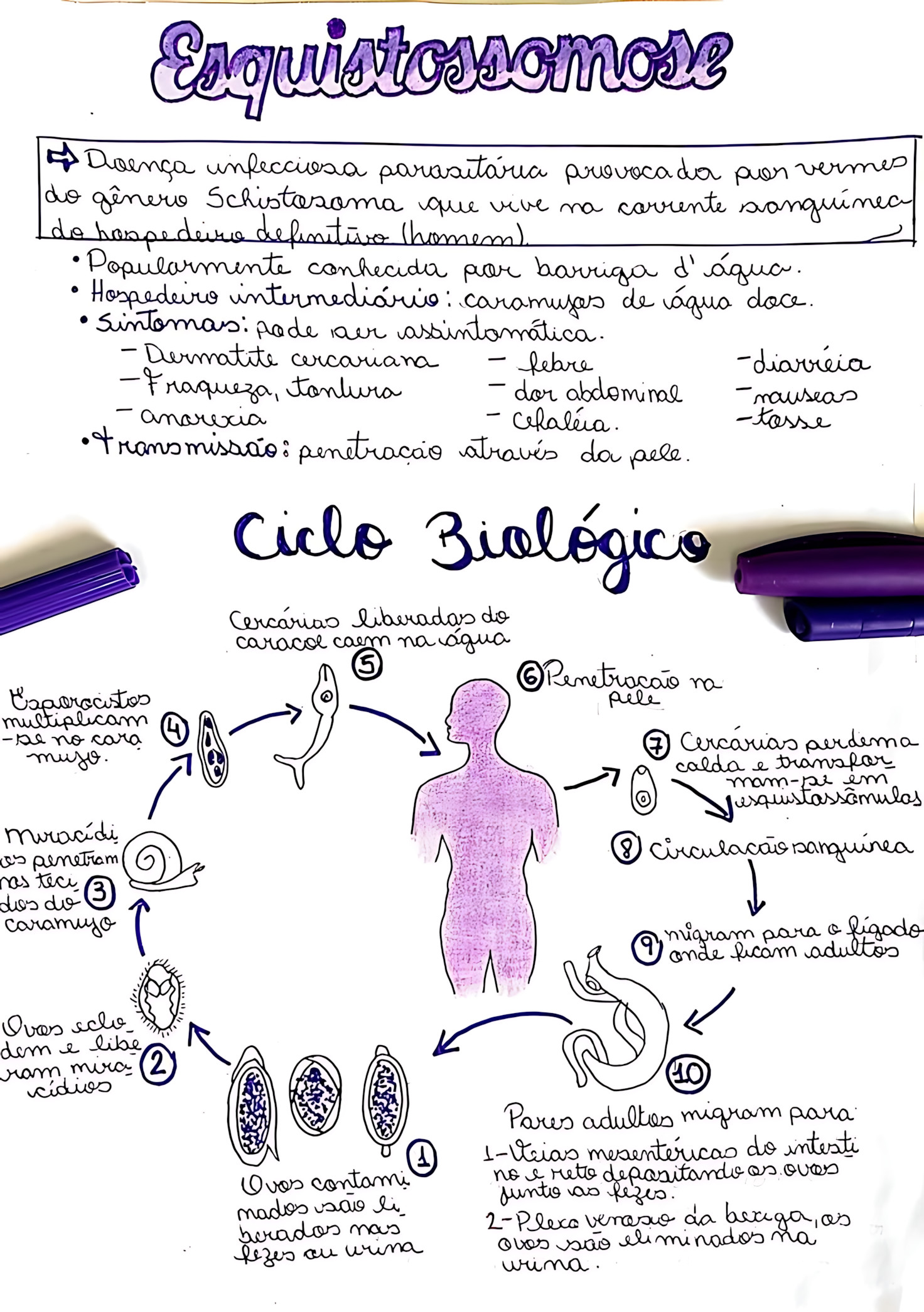 MAPA MENTAL SOBRE ESQUISTOSSOMOSE