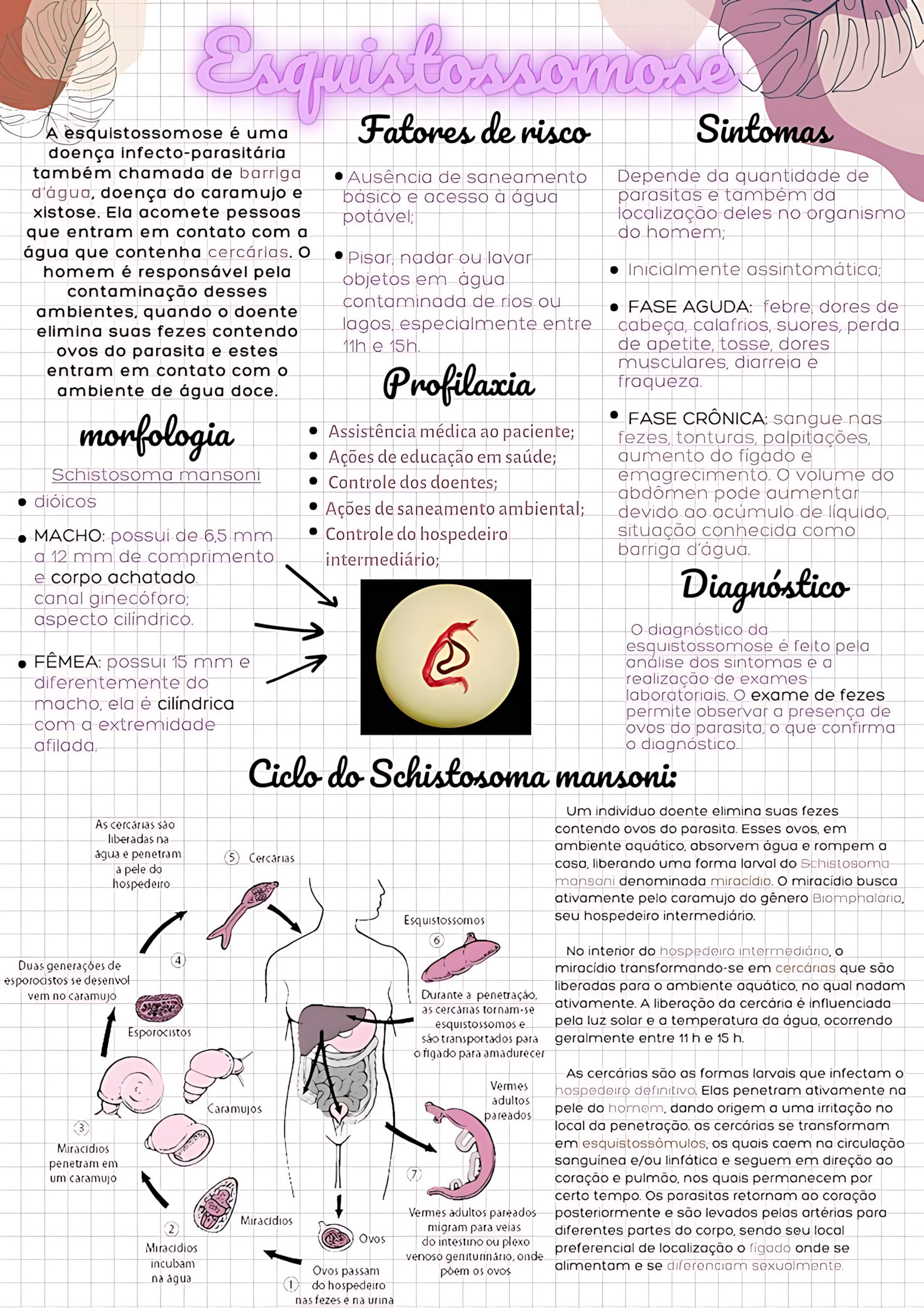 MAPA MENTAL SOBRE ESQUISTOSSOMOSE