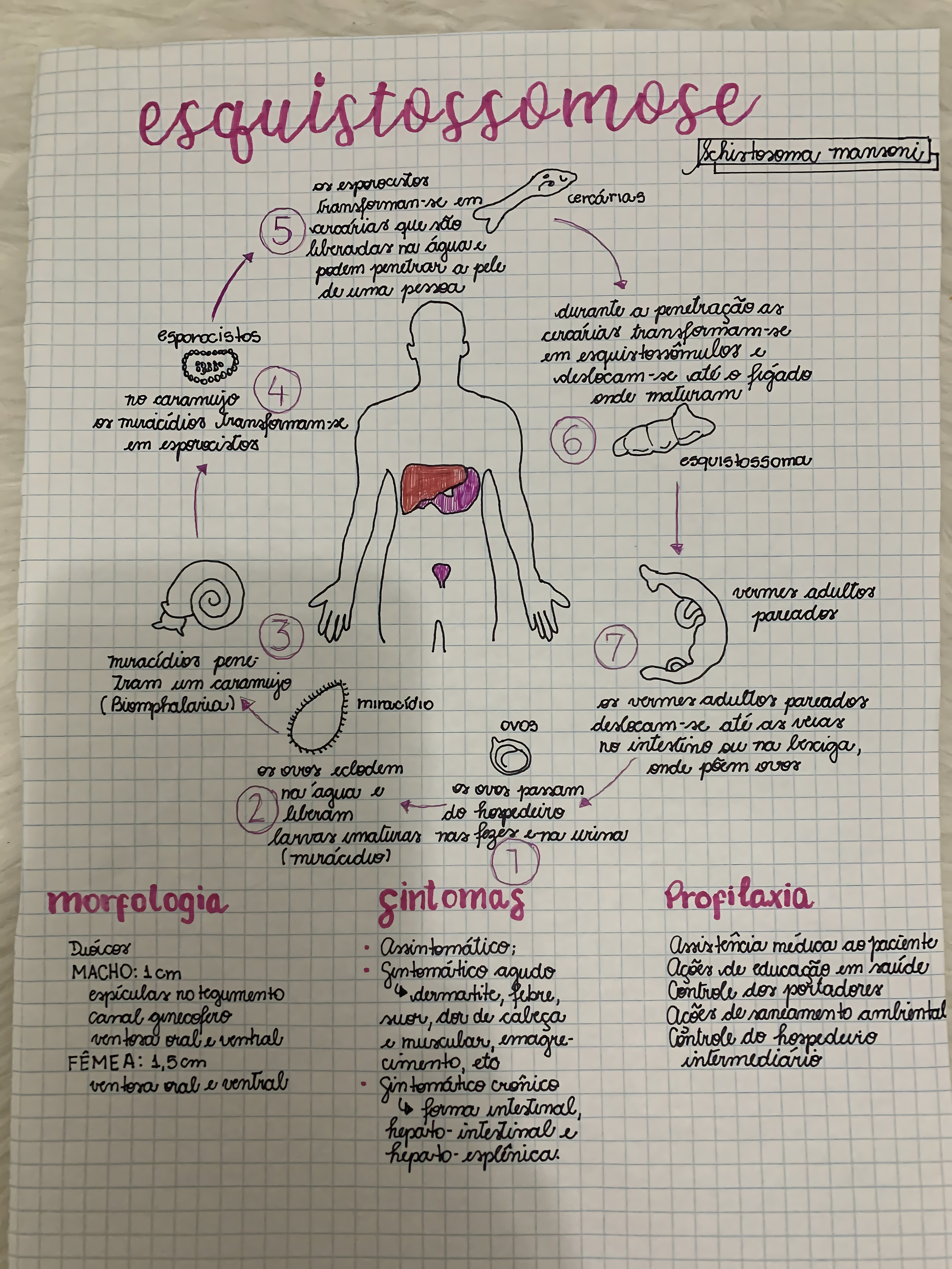 MAPA MENTAL SOBRE ESQUISTOSSOMOSE