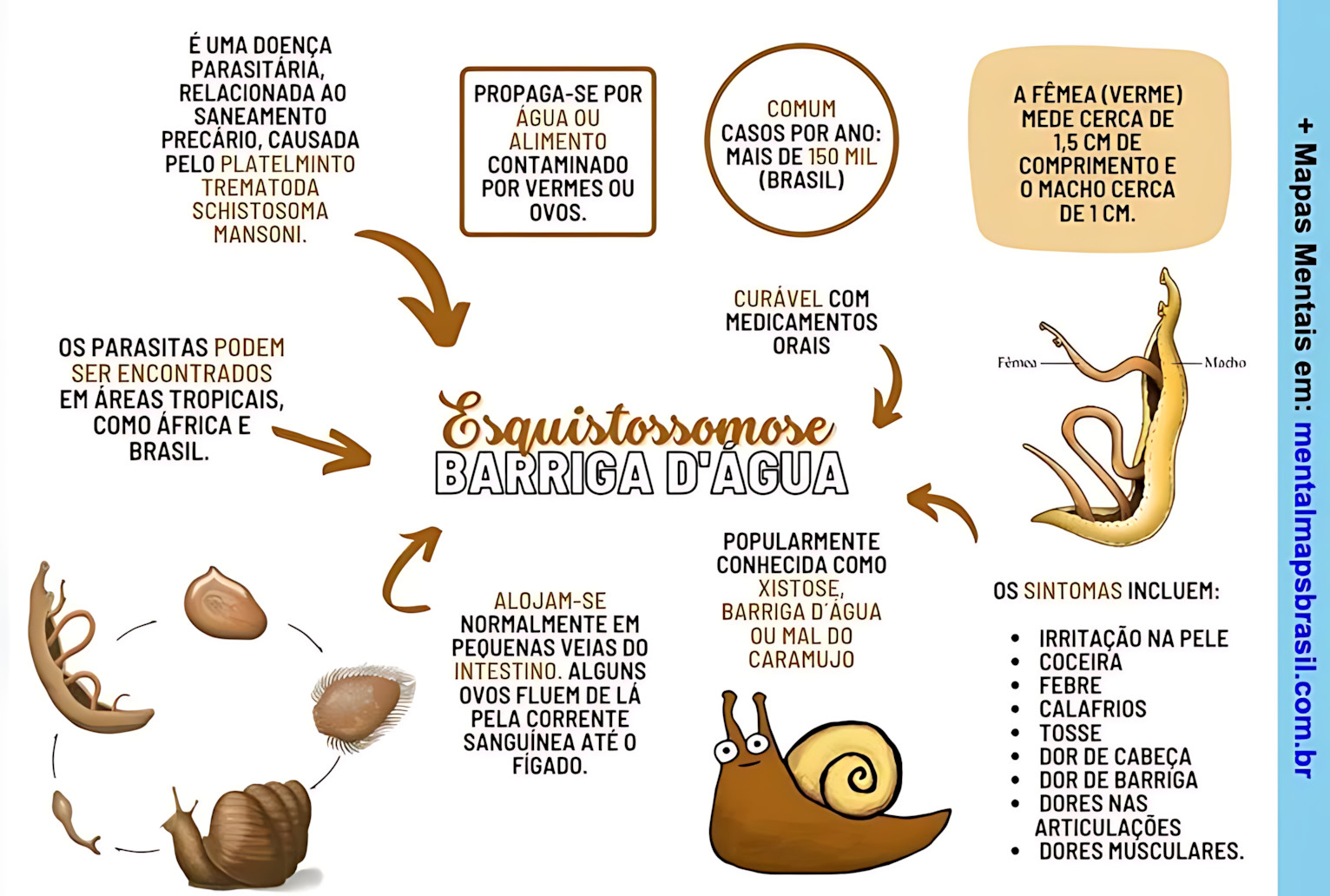 MAPA MENTAL SOBRE ESQUISTOSSOMOSE