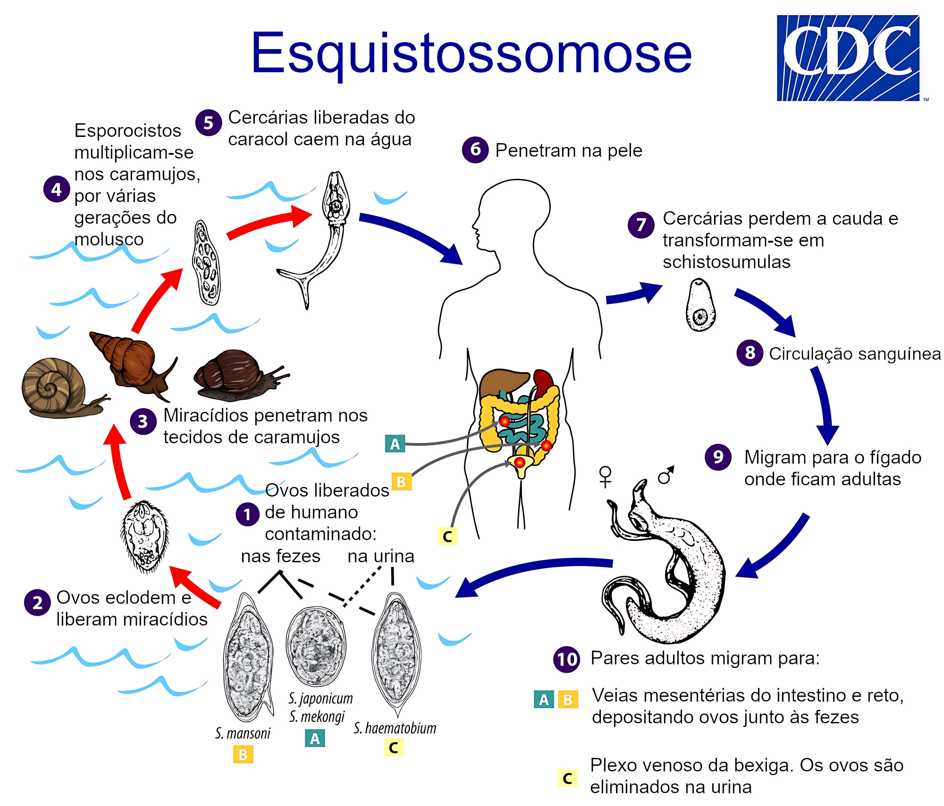 MAPA MENTAL SOBRE ESQUISTOSSOMOSE