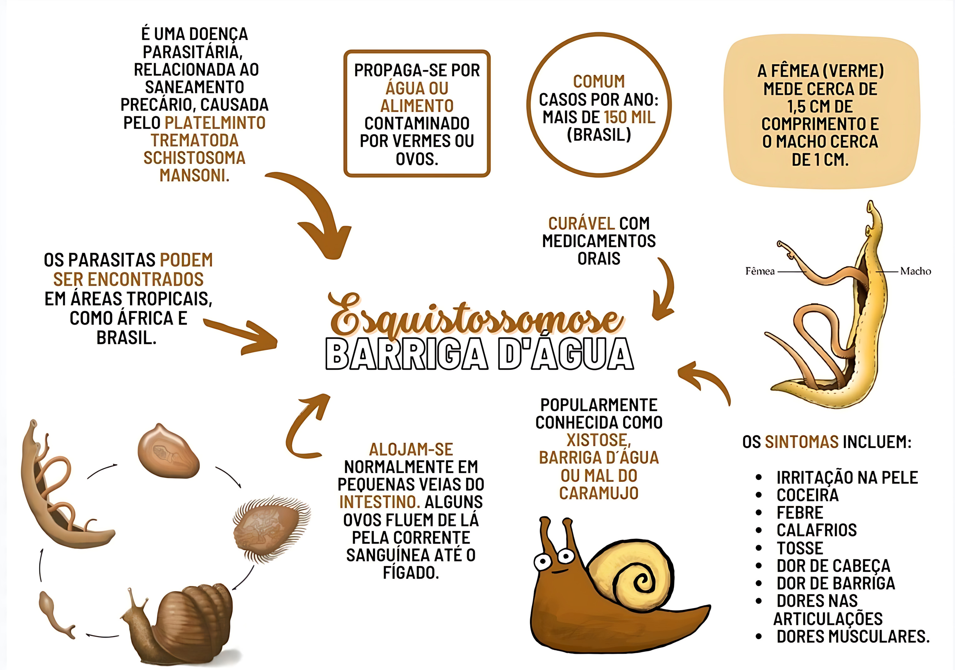 MAPA MENTAL SOBRE ESQUISTOSSOMOSE