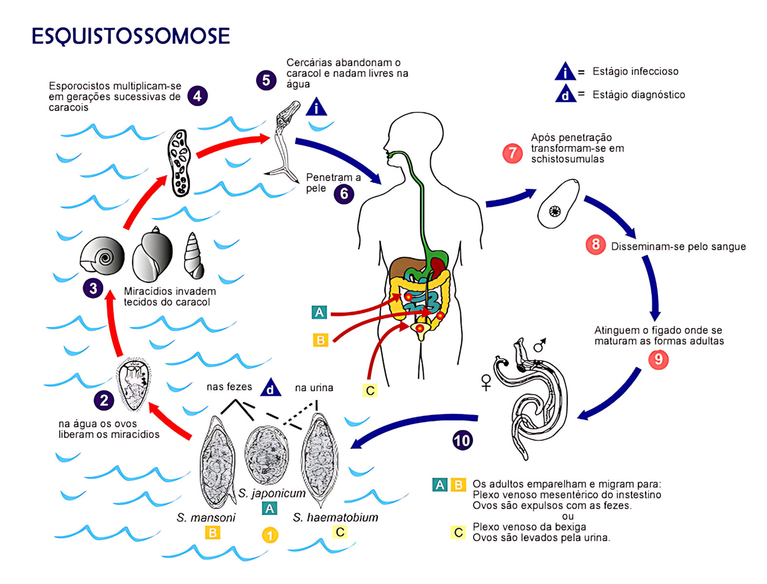MAPA MENTAL SOBRE ESQUISTOSSOMOSE
