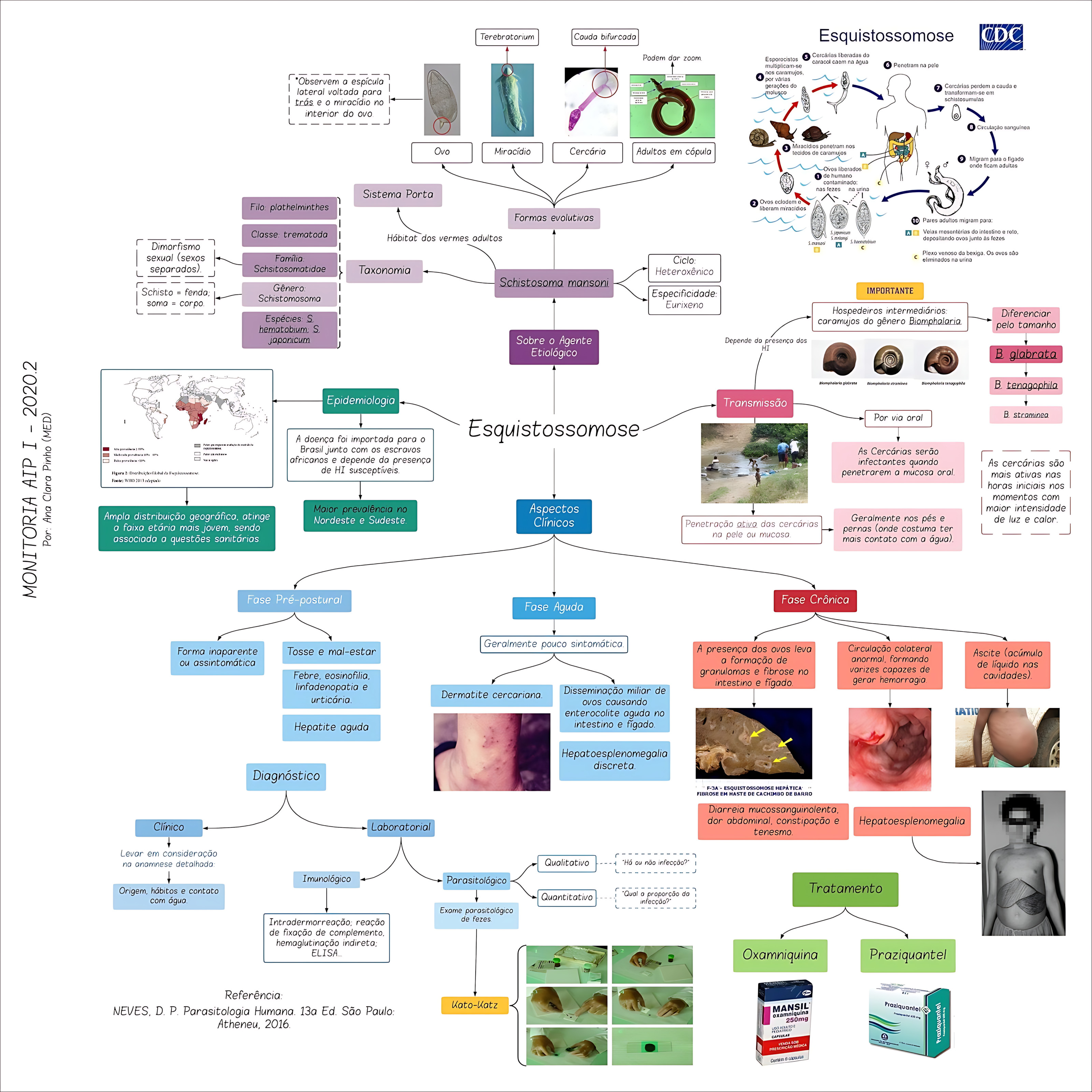 MAPA MENTAL SOBRE ESQUISTOSSOMOSE