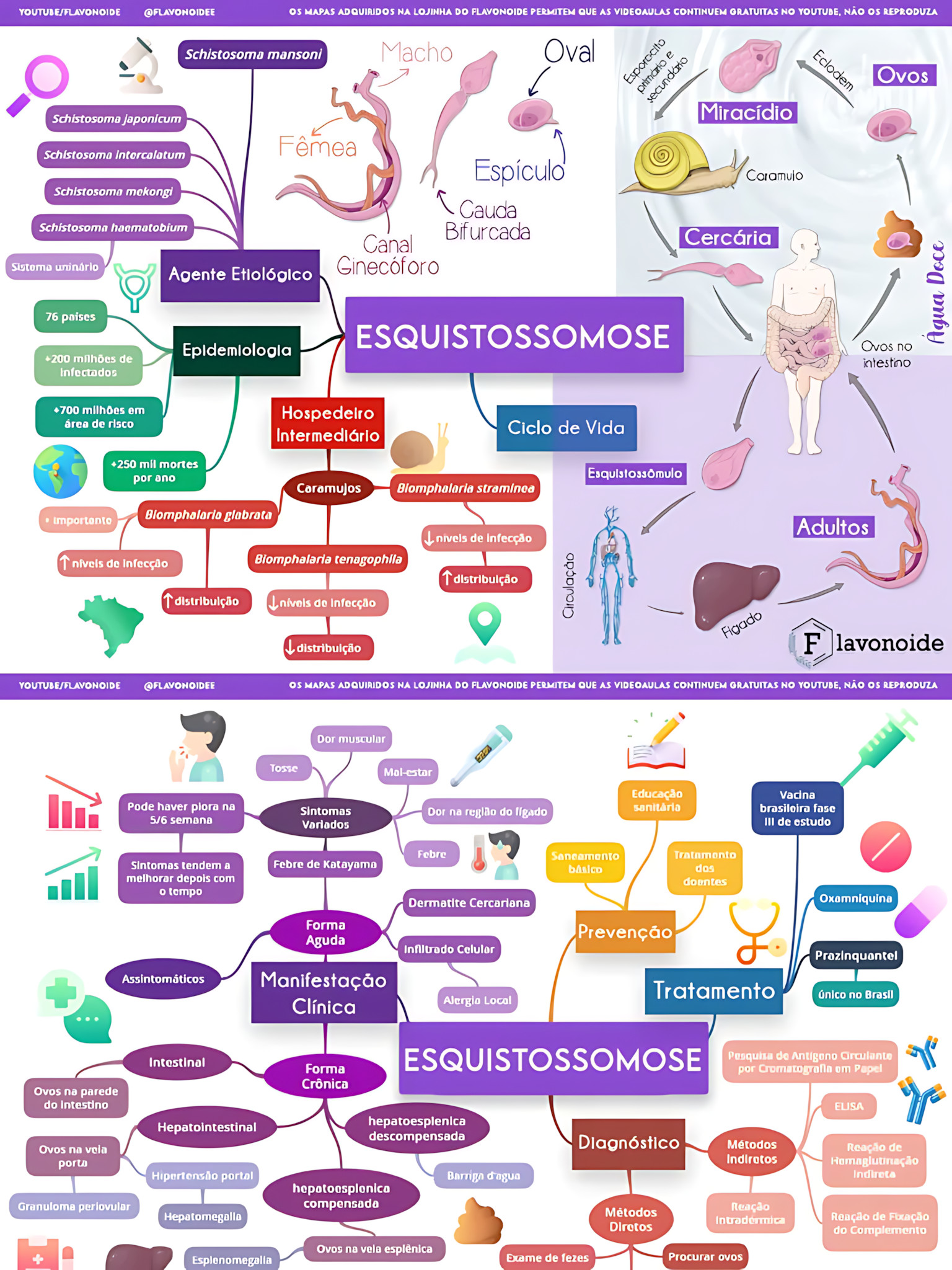 MAPA MENTAL SOBRE ESQUISTOSSOMOSE