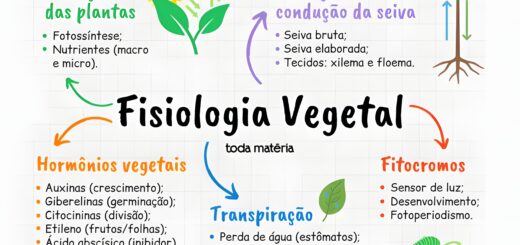 MAPA MENTAL SOBRE FISIOLOGIA VEGETAL