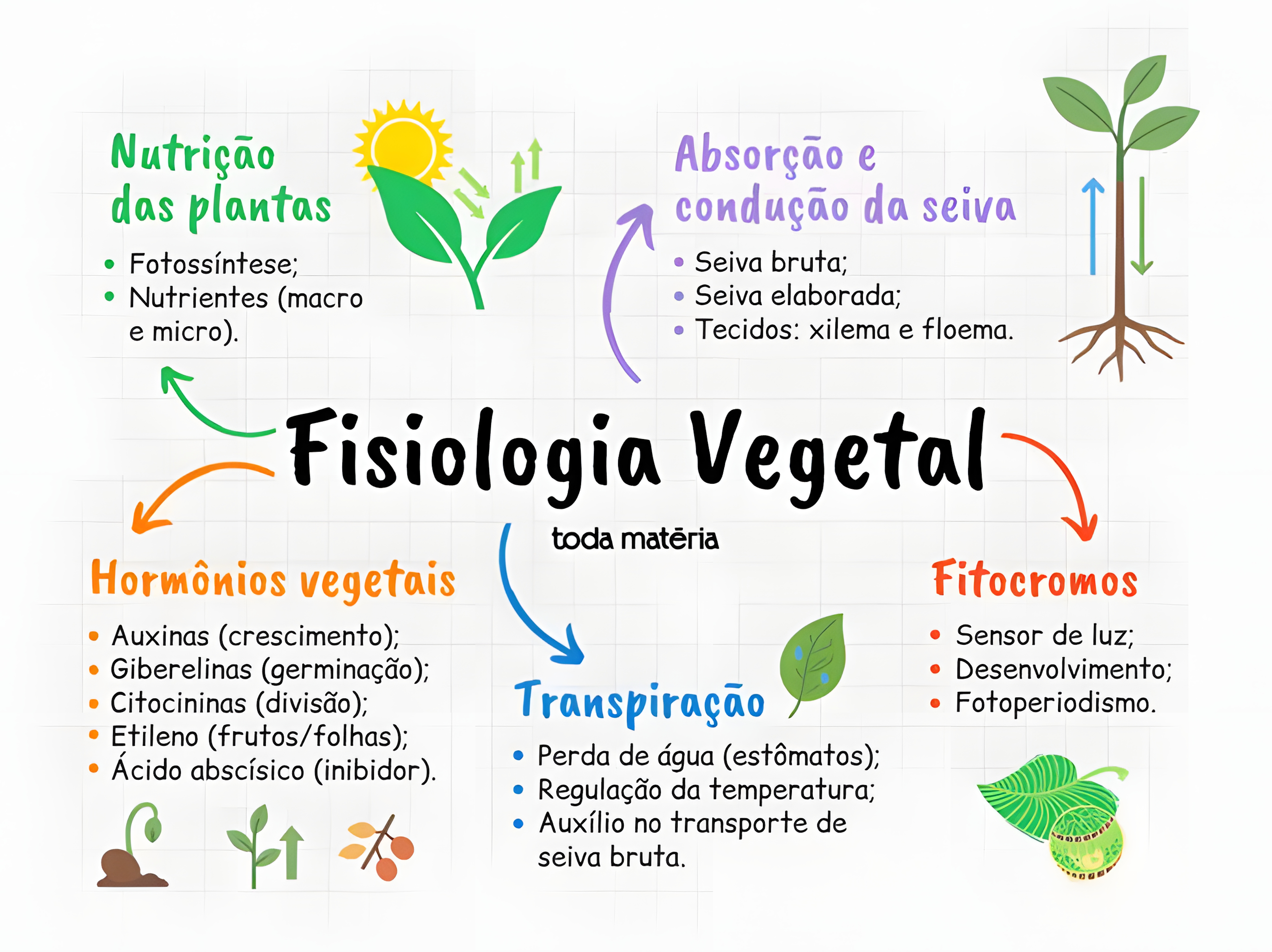 MAPA MENTAL SOBRE FISIOLOGIA VEGETAL