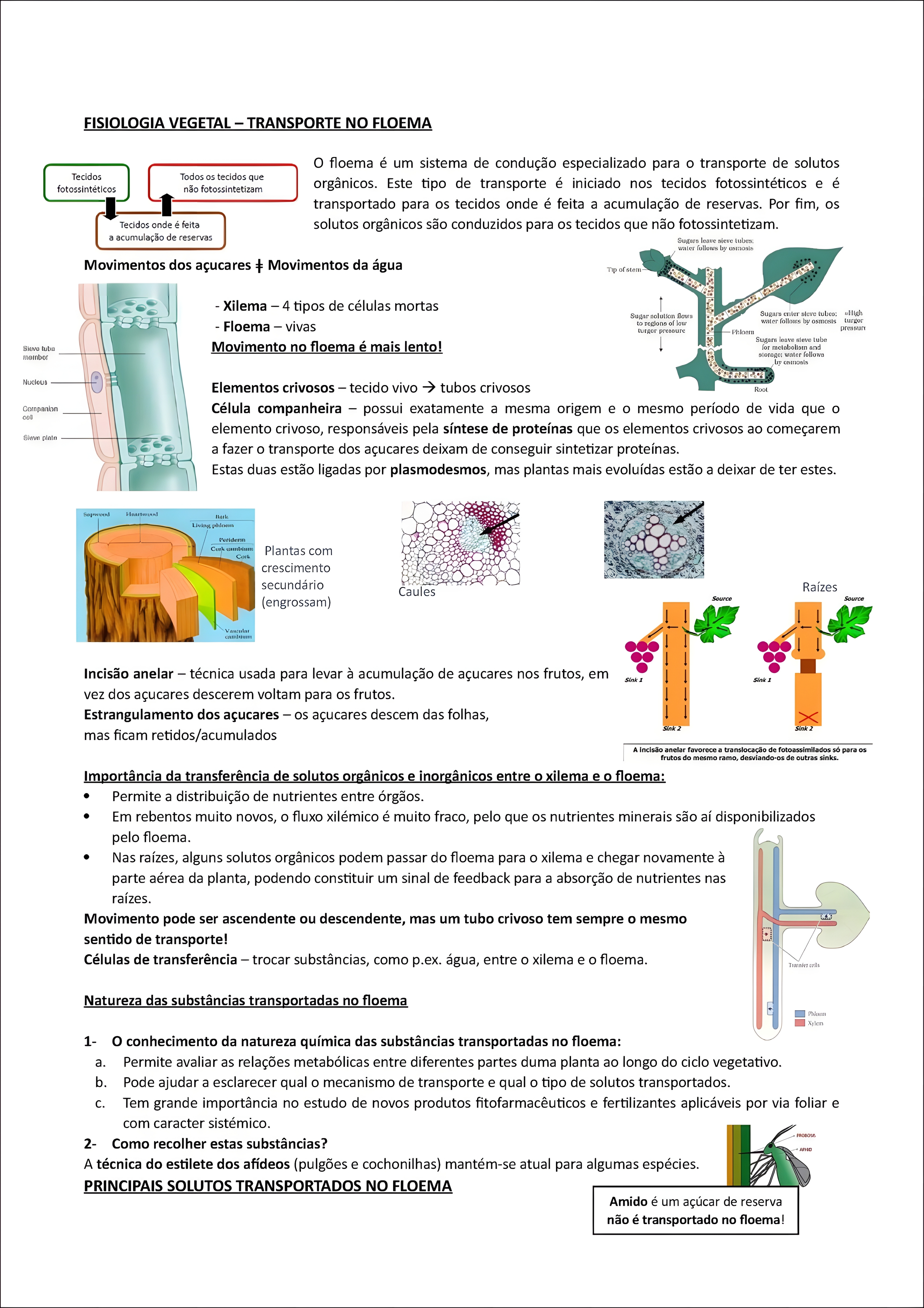 MAPA MENTAL SOBRE FISIOLOGIA VEGETAL