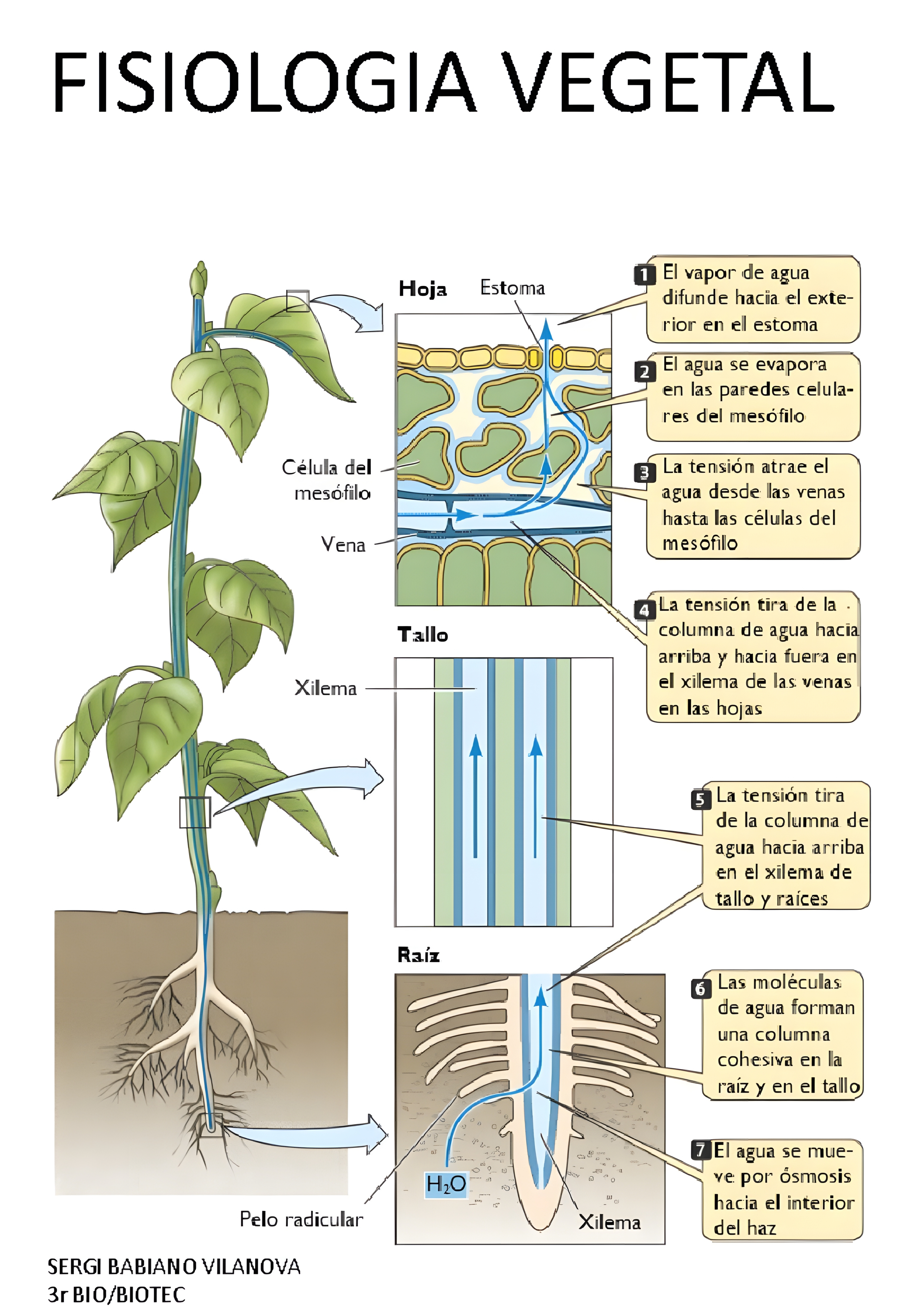 MAPA MENTAL SOBRE FISIOLOGIA VEGETAL