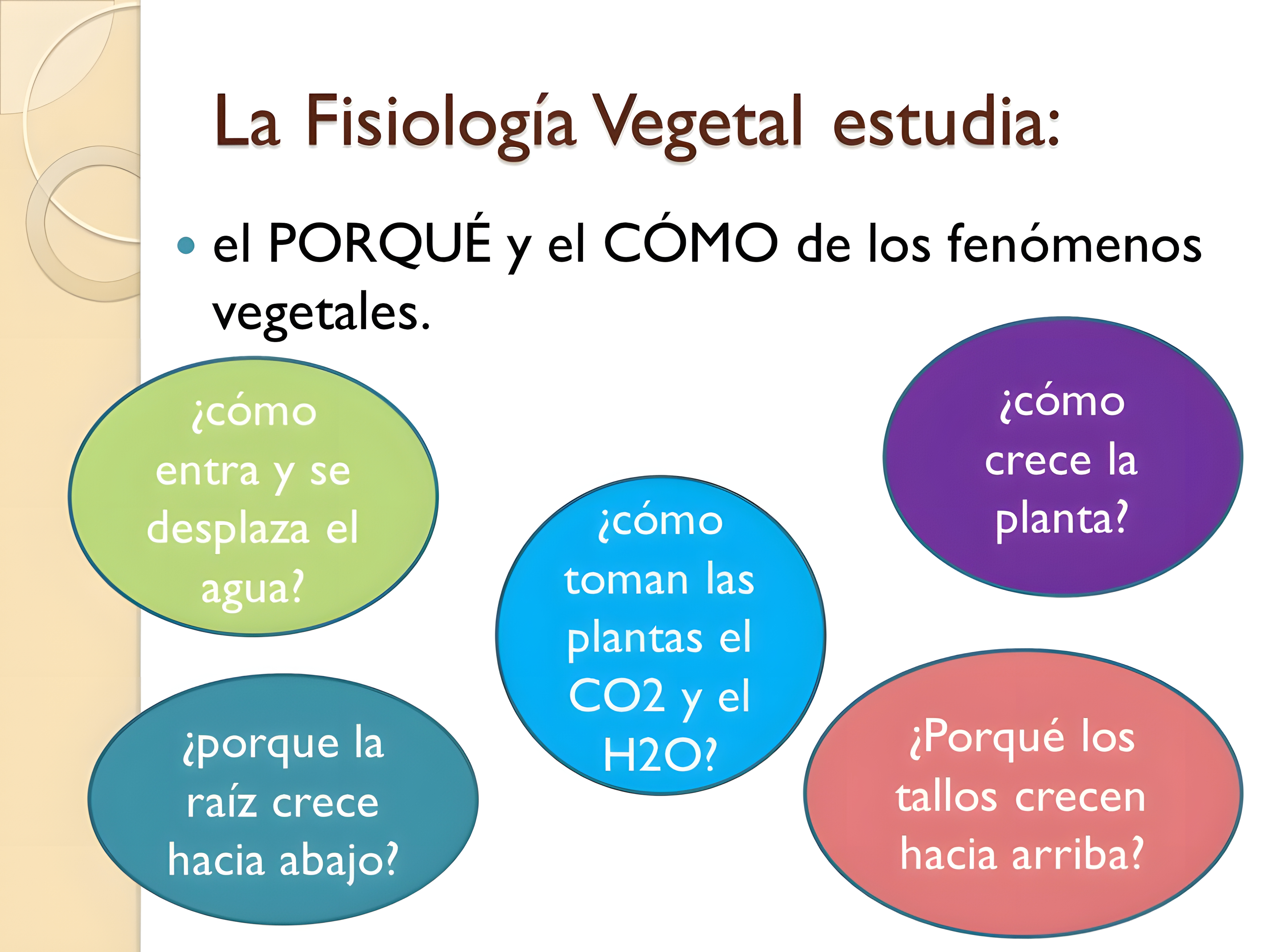 MAPA MENTAL SOBRE FISIOLOGIA VEGETAL