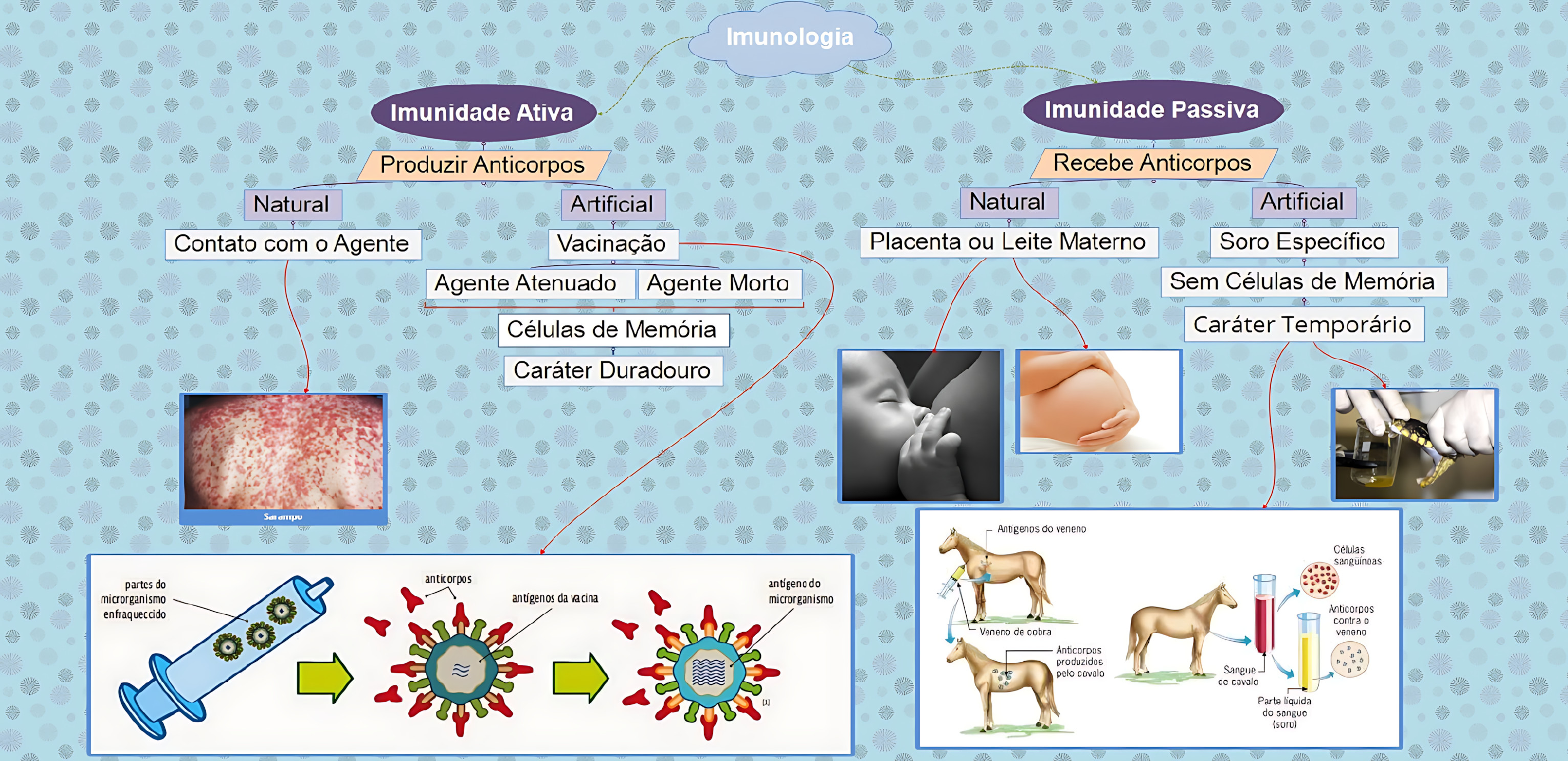MAPA MENTAL SOBRE IMUNIDADE ATIVA E PASSIVA