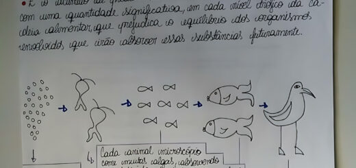 MAPA MENTAL SOBRE MAGNIFICACAO TROFICA