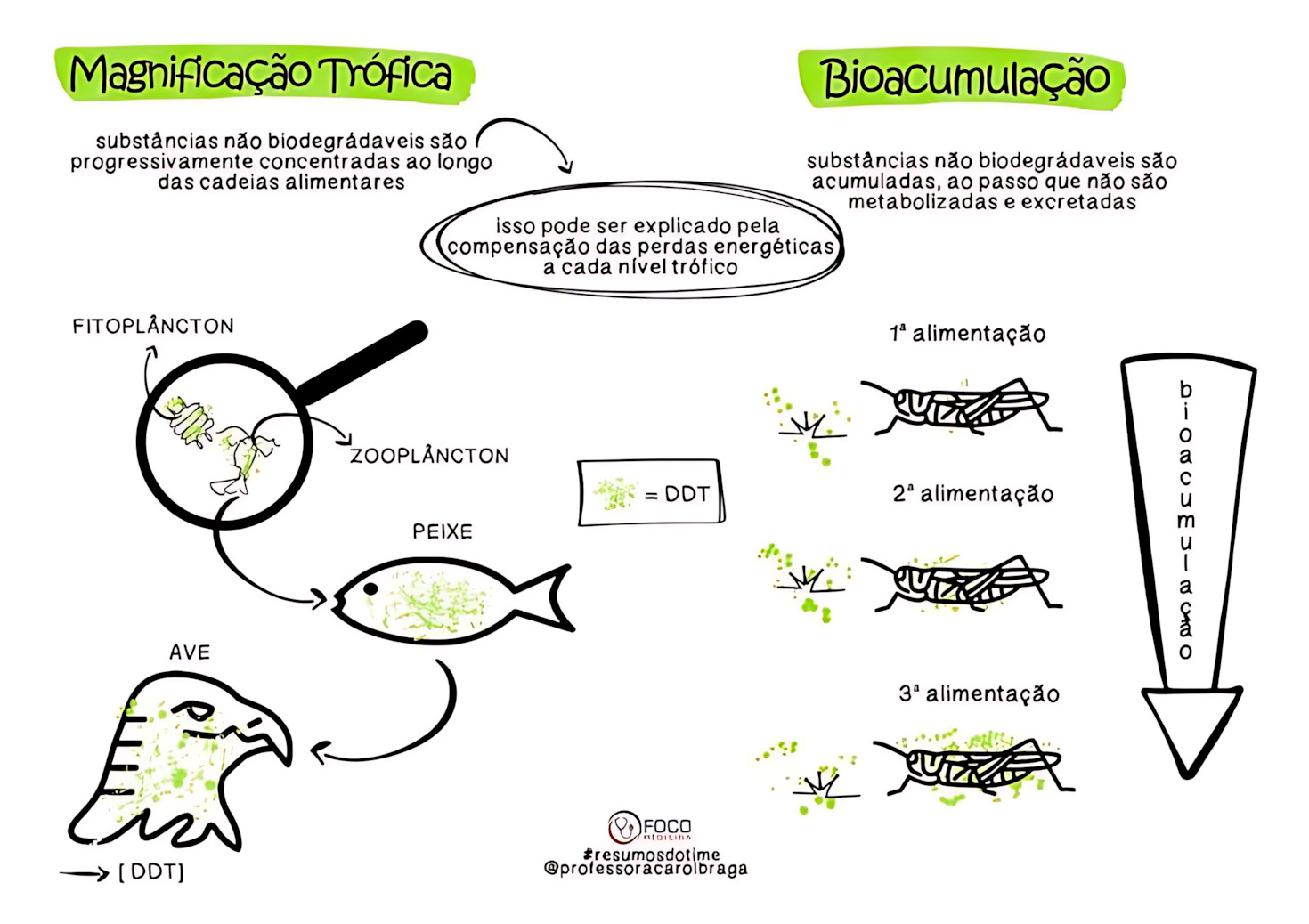 MAPA MENTAL SOBRE MAGNIFICAÇÃO TRÓFICA