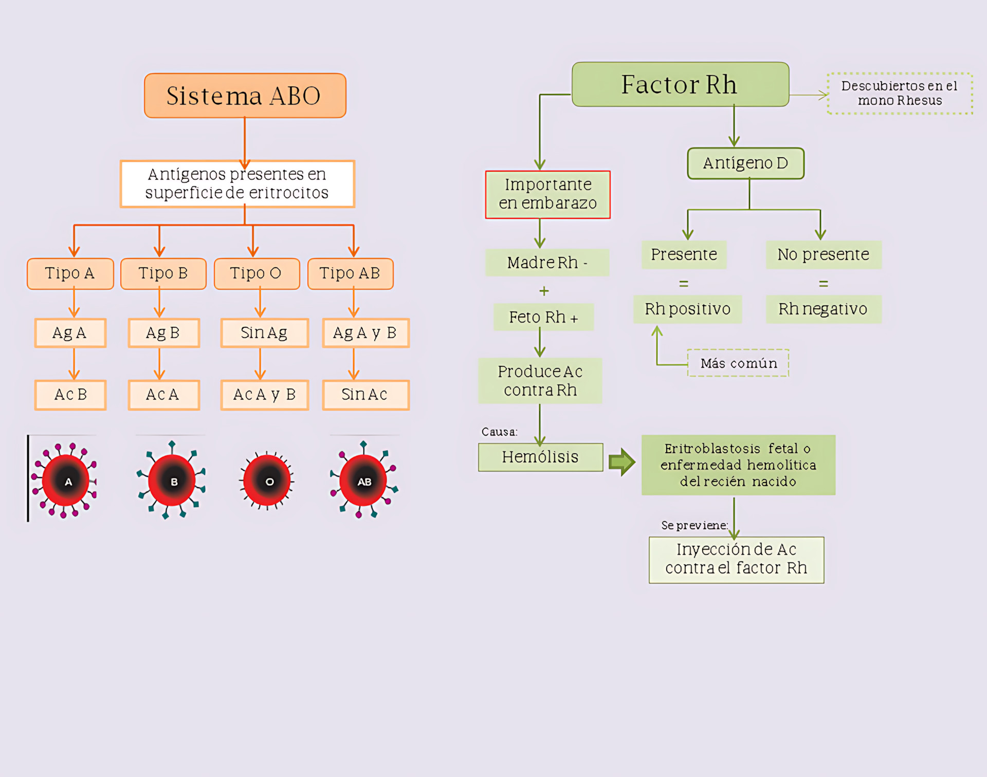 SISTEMA ABO E FATOR RH