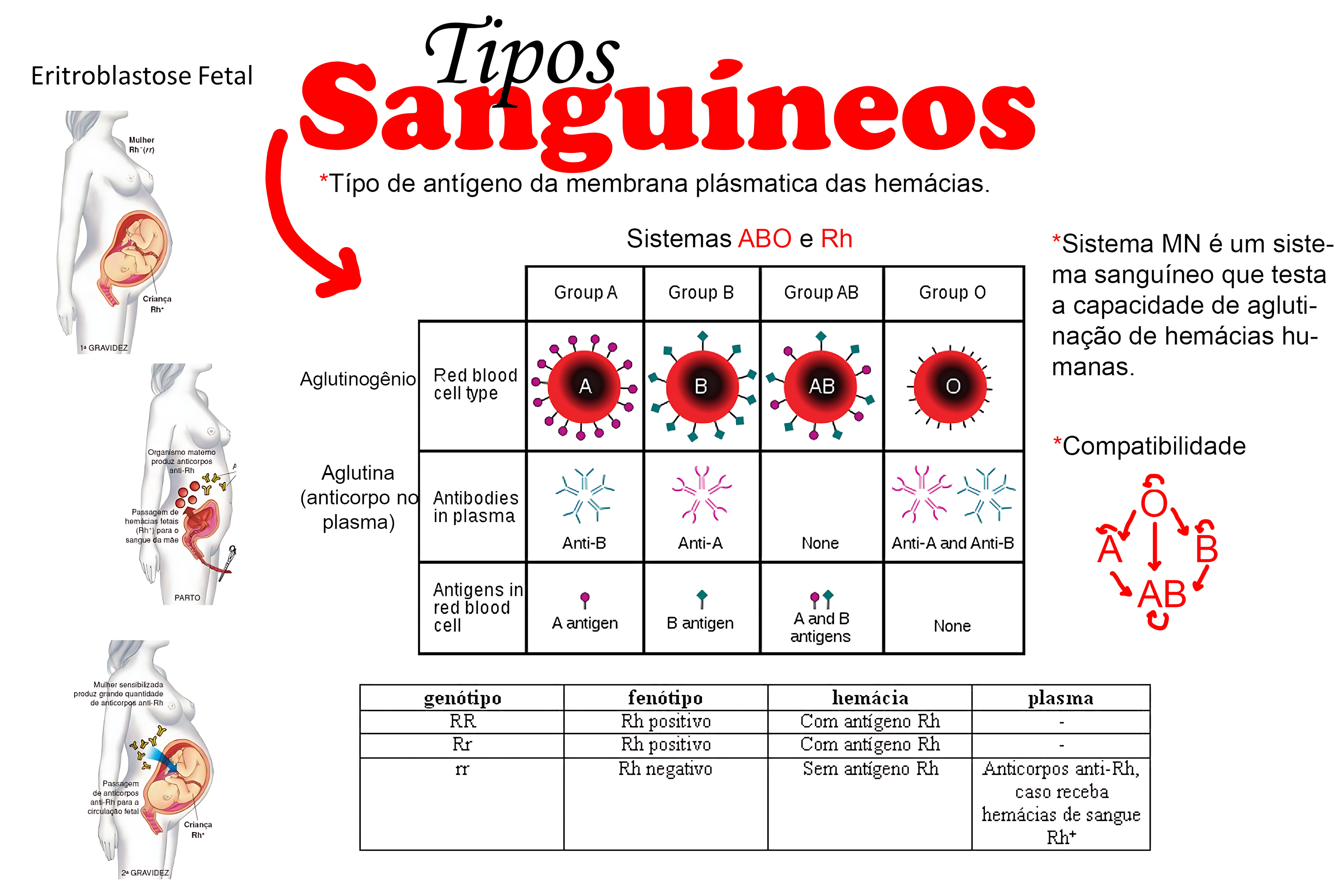 SISTEMA ABO E FATOR RH