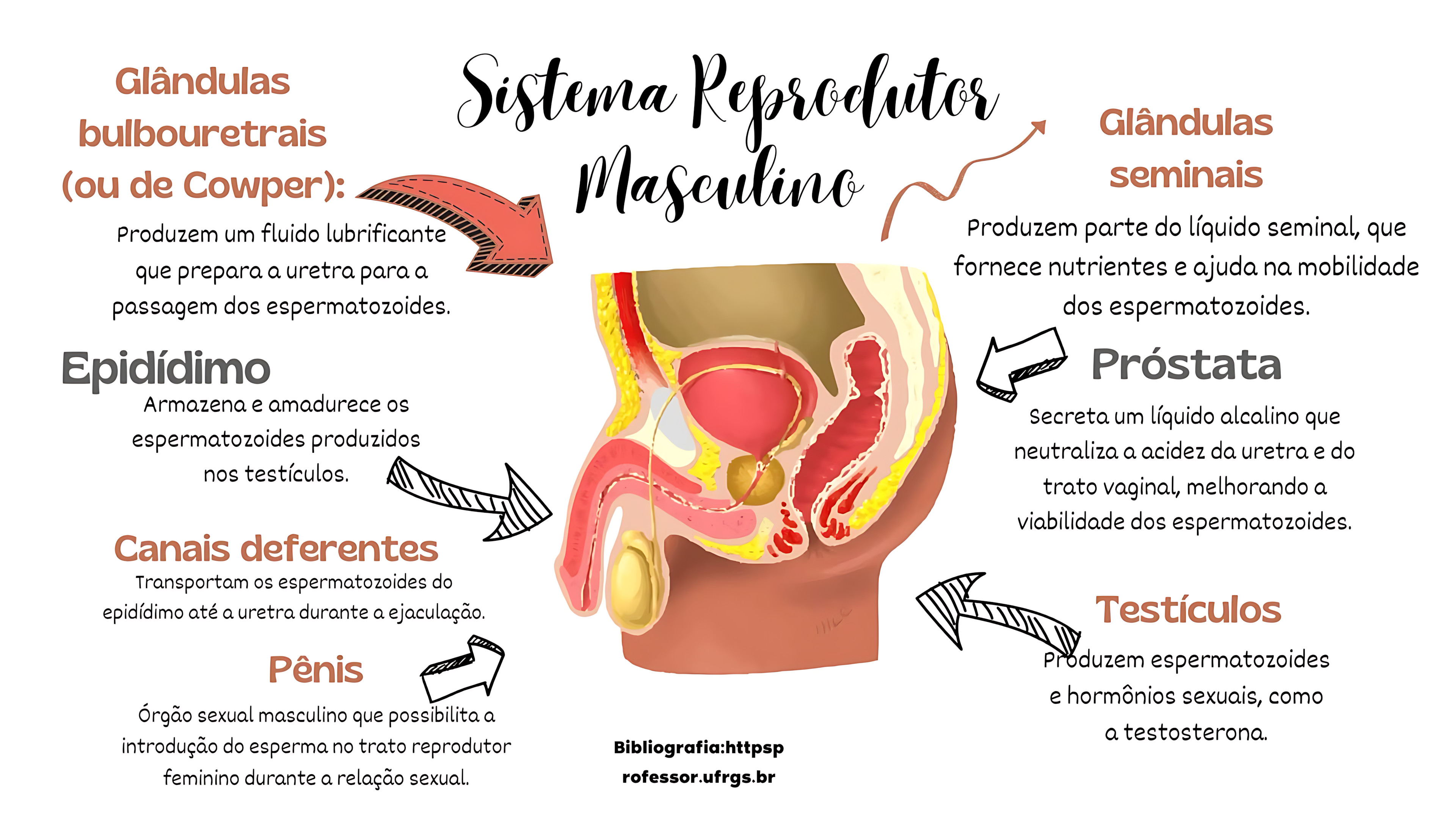 MAPA MENTAL SOBRE SISTEMA REPRODUTOR MASCULINO