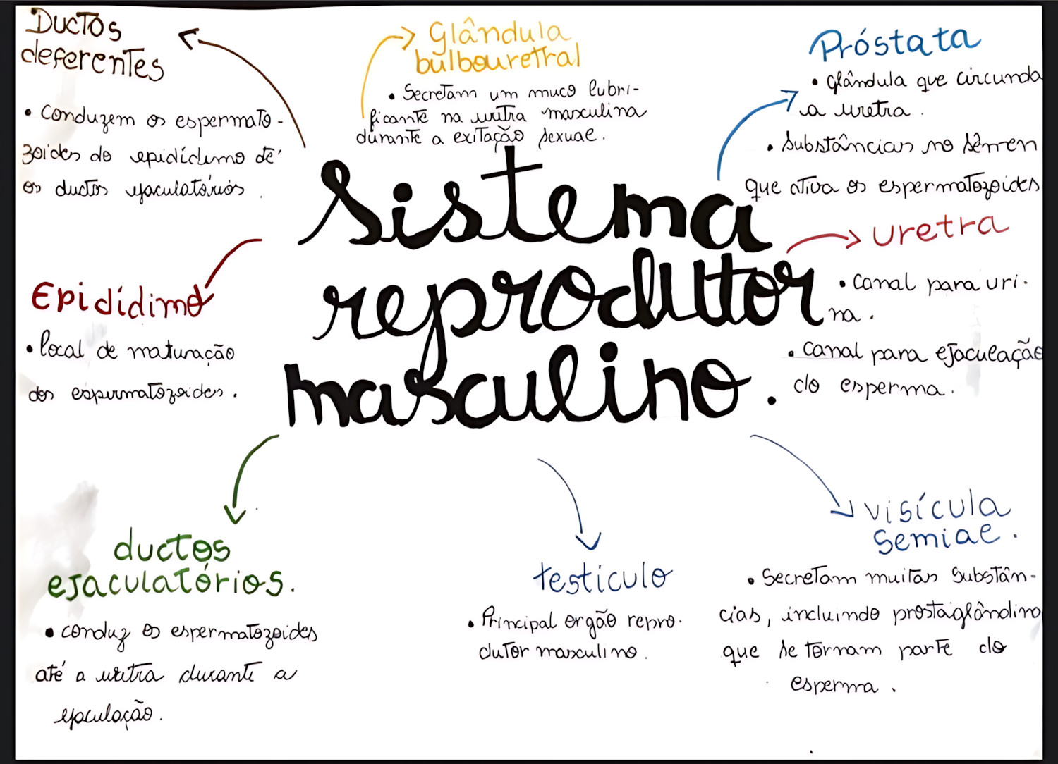MAPA MENTAL SOBRE SISTEMA REPRODUTOR MASCULINO