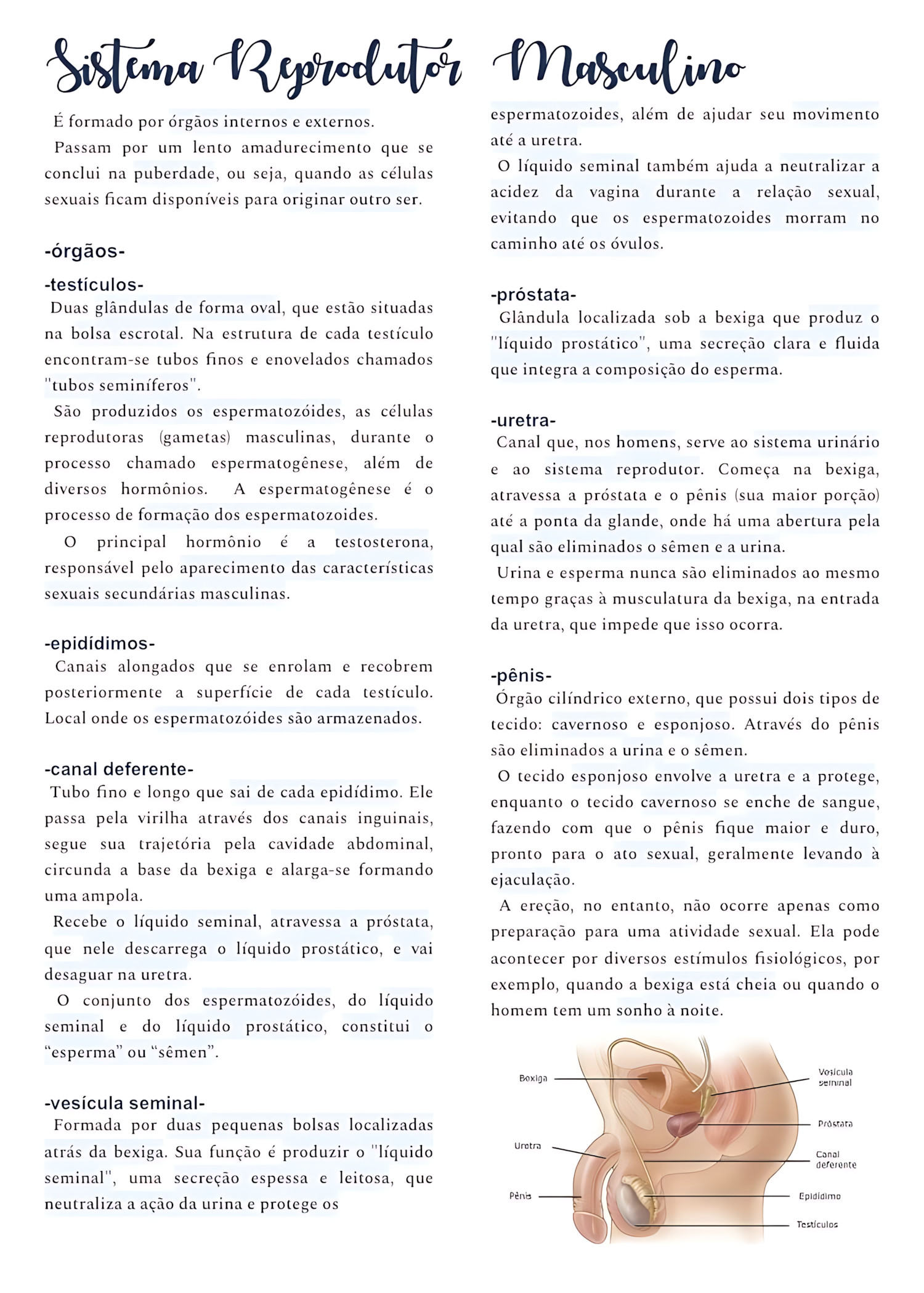 MAPA MENTAL SOBRE SISTEMA REPRODUTOR MASCULINO