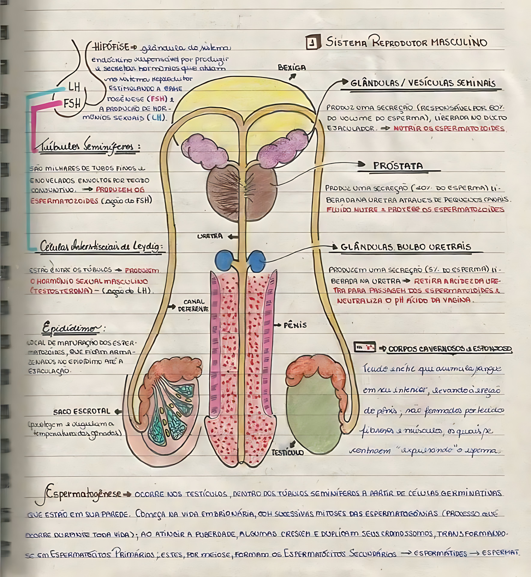MAPA MENTAL SOBRE SISTEMA REPRODUTOR MASCULINO