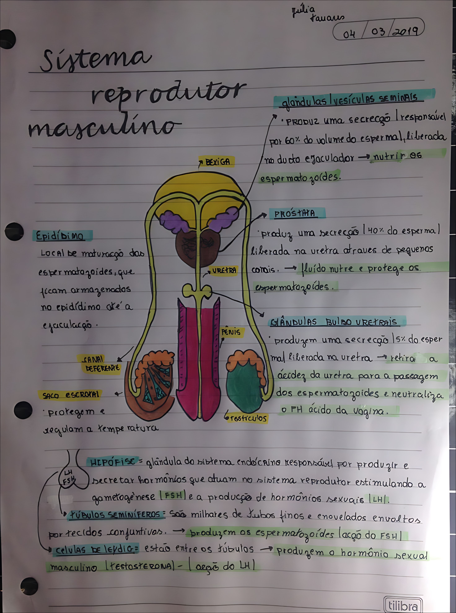 MAPA MENTAL SOBRE SISTEMA REPRODUTOR MASCULINO