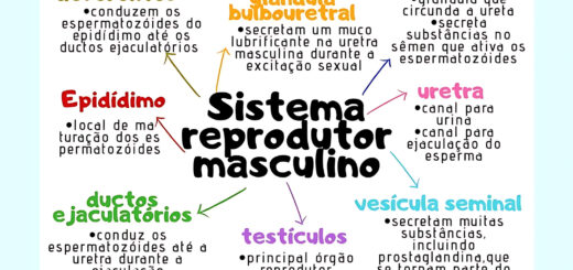 MAPA MENTAL SOBRE SISTEMA REPRODUTOR MASCULINO