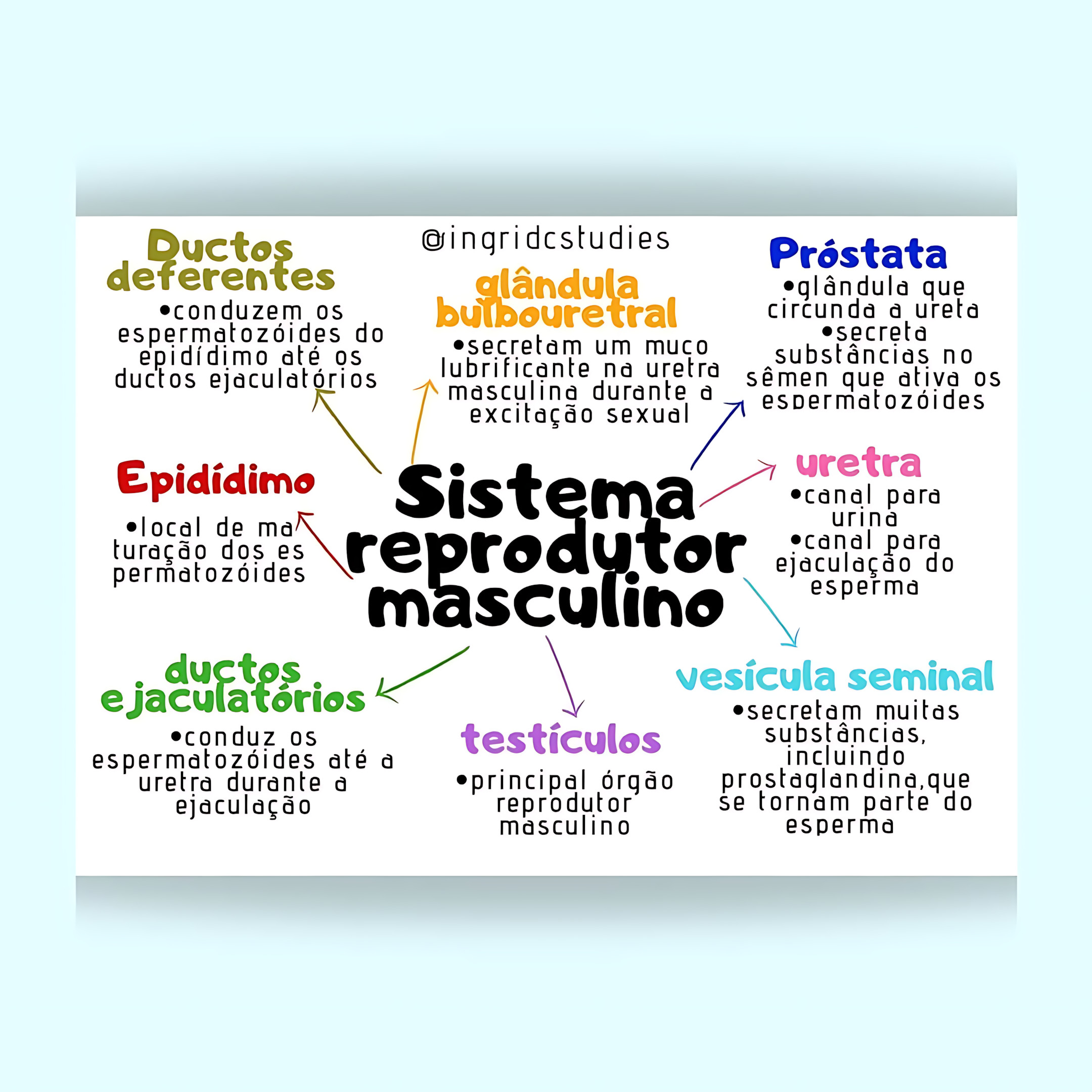 MAPA MENTAL SOBRE SISTEMA REPRODUTOR MASCULINO