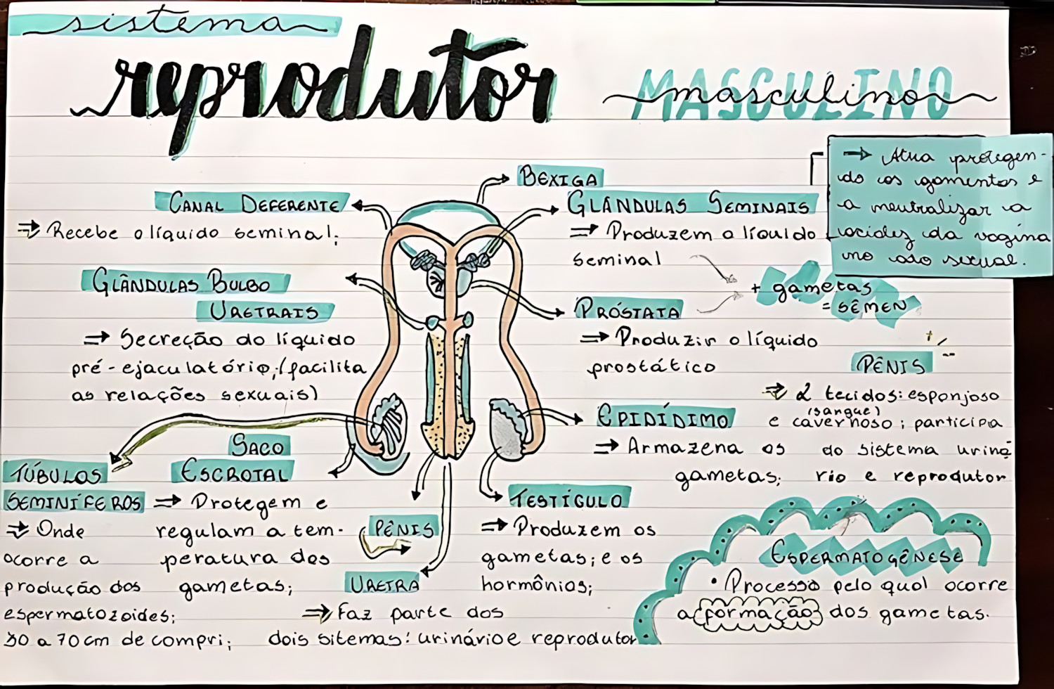 MAPA MENTAL SOBRE SISTEMA REPRODUTOR MASCULINO