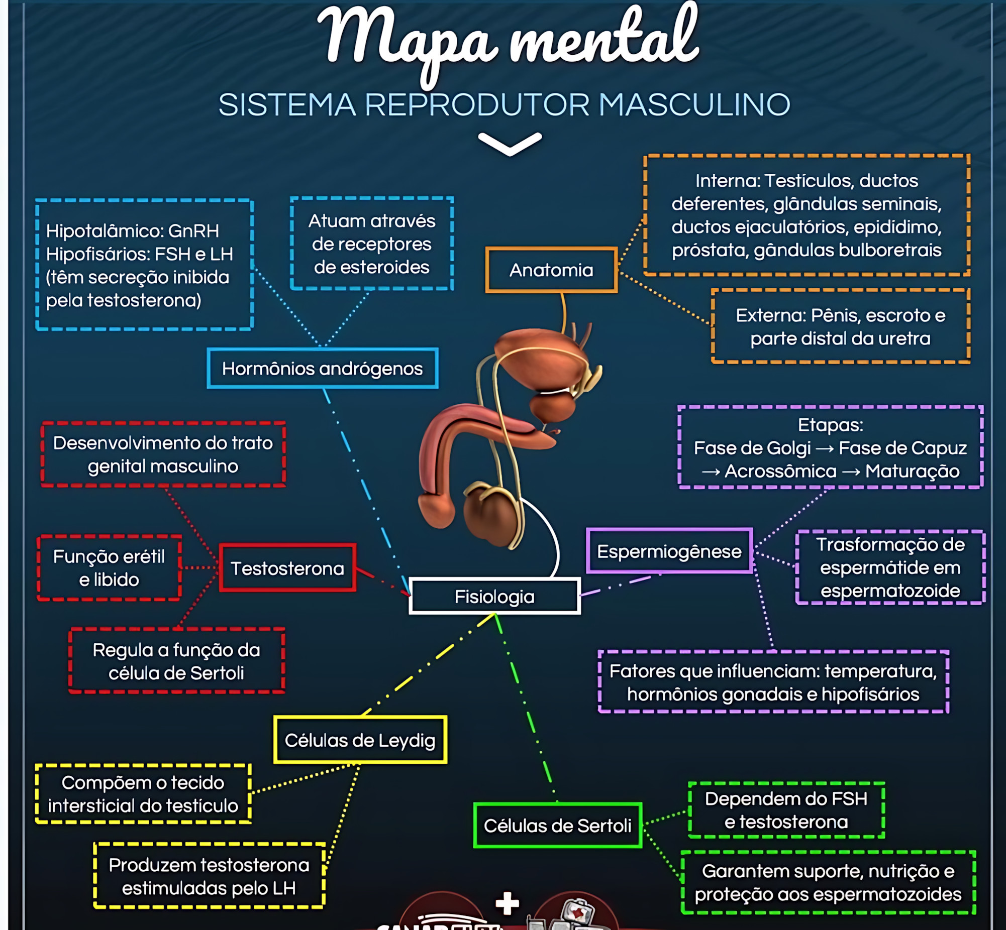 MAPA MENTAL SOBRE SISTEMA REPRODUTOR MASCULINO