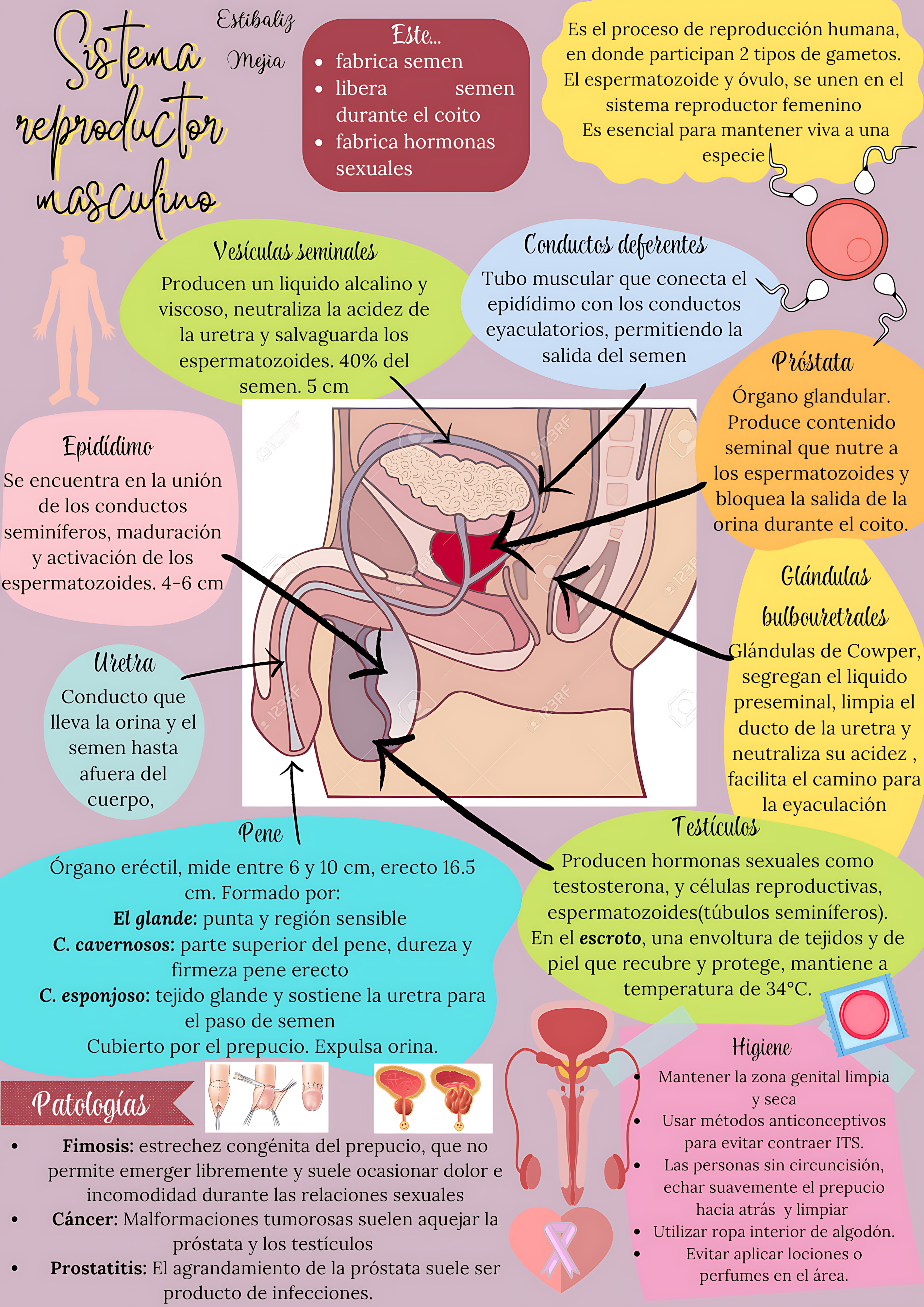 MAPA MENTAL SOBRE SISTEMA REPRODUTOR MASCULINO