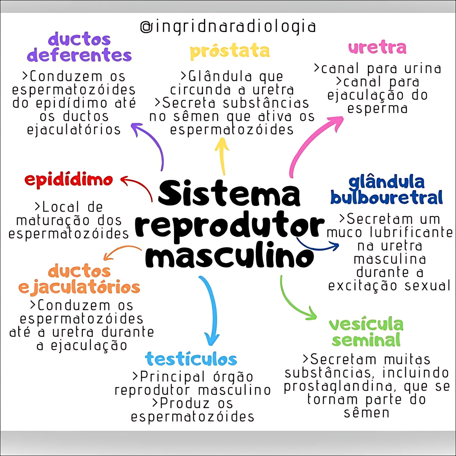 MAPA MENTAL SOBRE SISTEMA REPRODUTOR MASCULINO