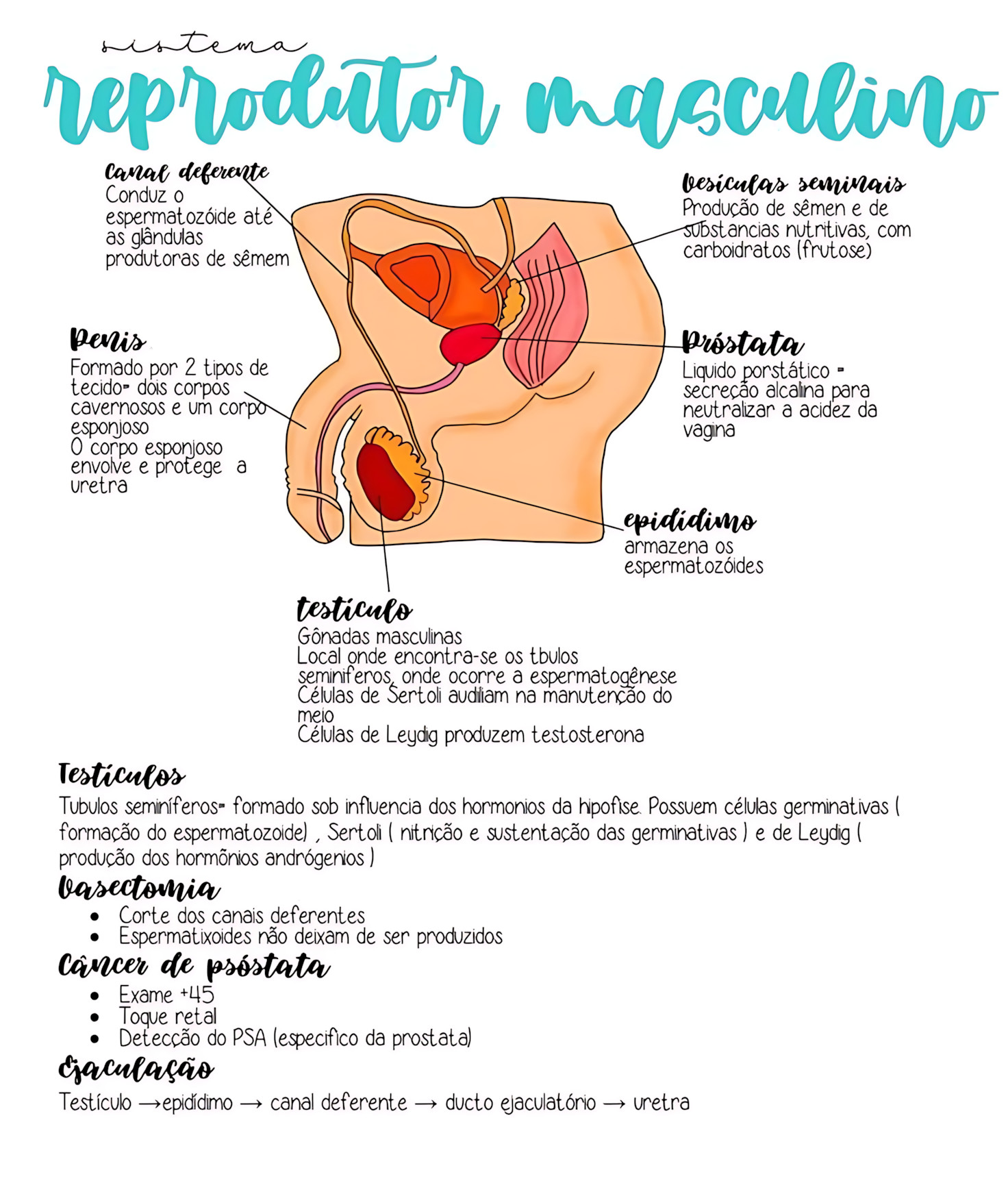MAPA MENTAL SOBRE SISTEMA REPRODUTOR MASCULINO