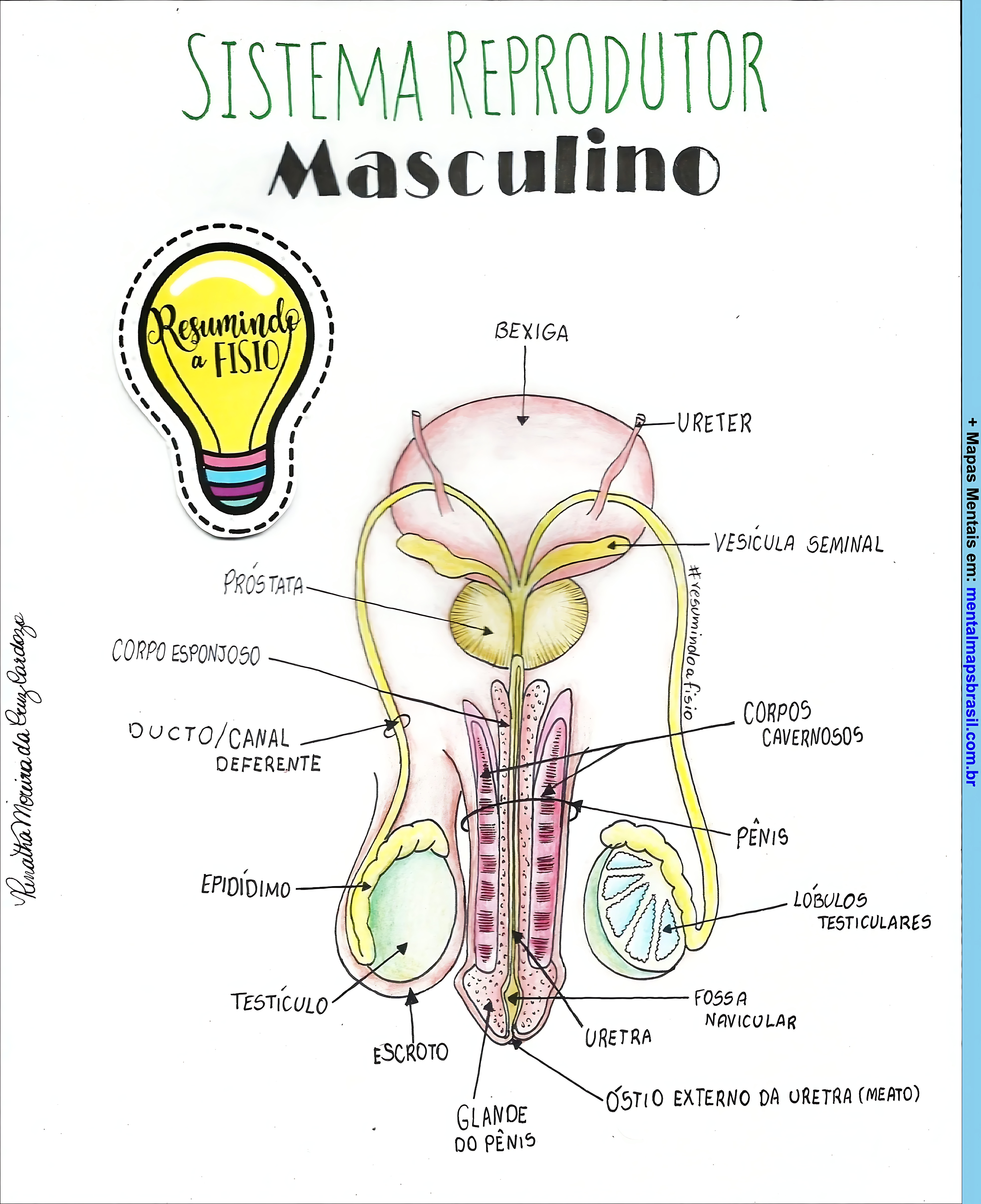 MAPA MENTAL SOBRE SISTEMA REPRODUTOR MASCULINO