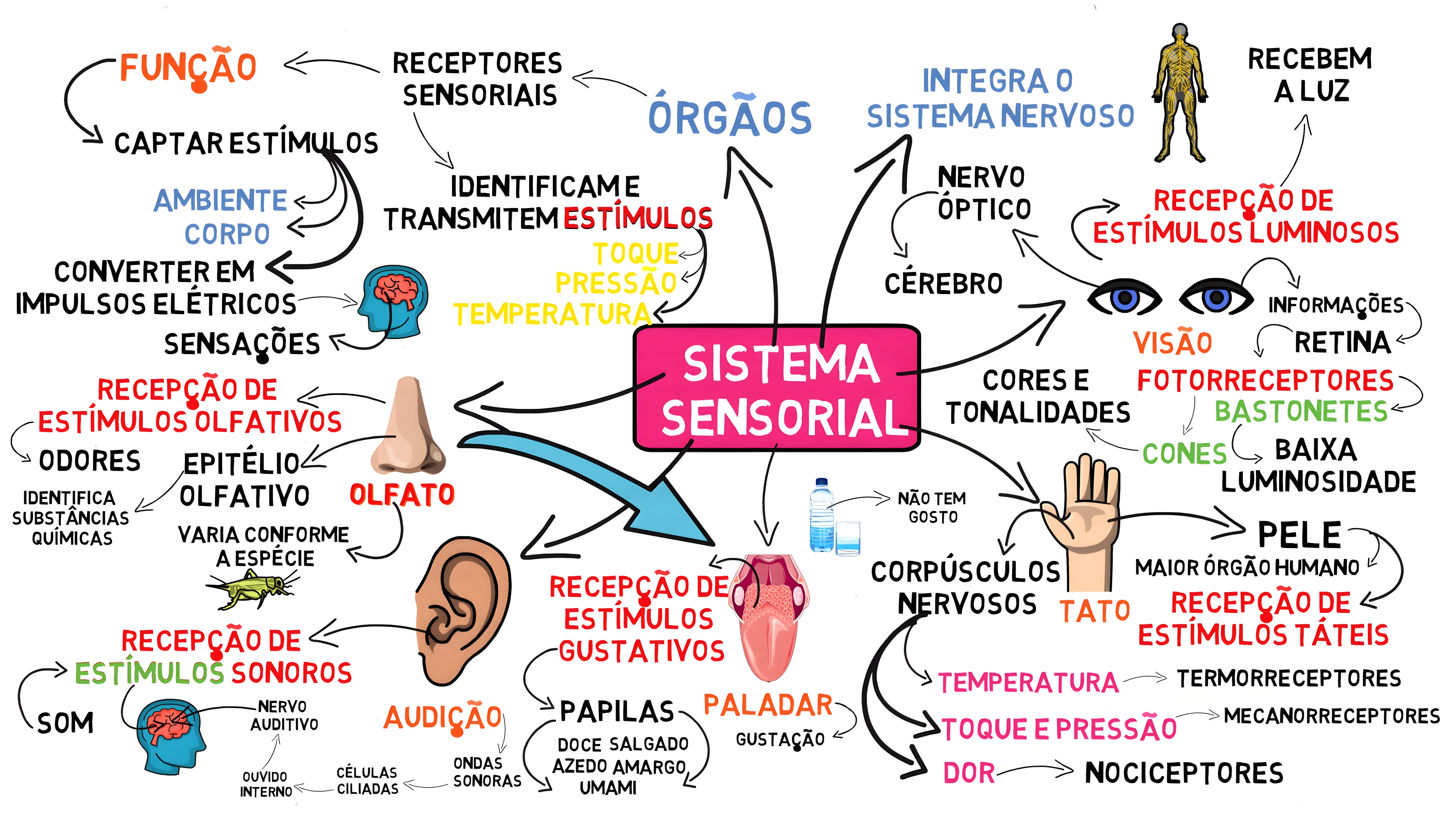 MAPA MENTAL SOBRE SISTEMA SENSORIAL
