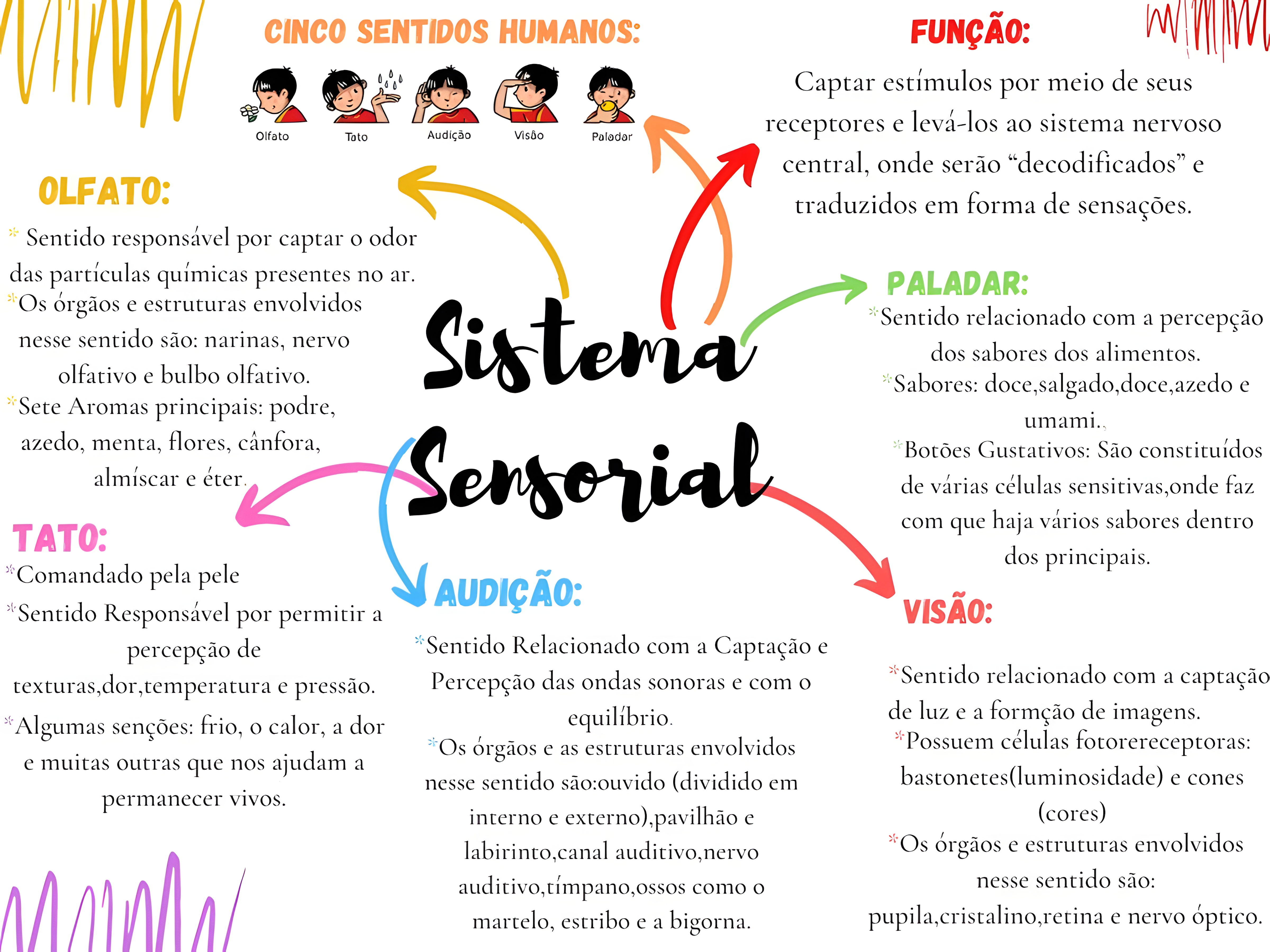MAPA MENTAL SOBRE SISTEMA SENSORIAL