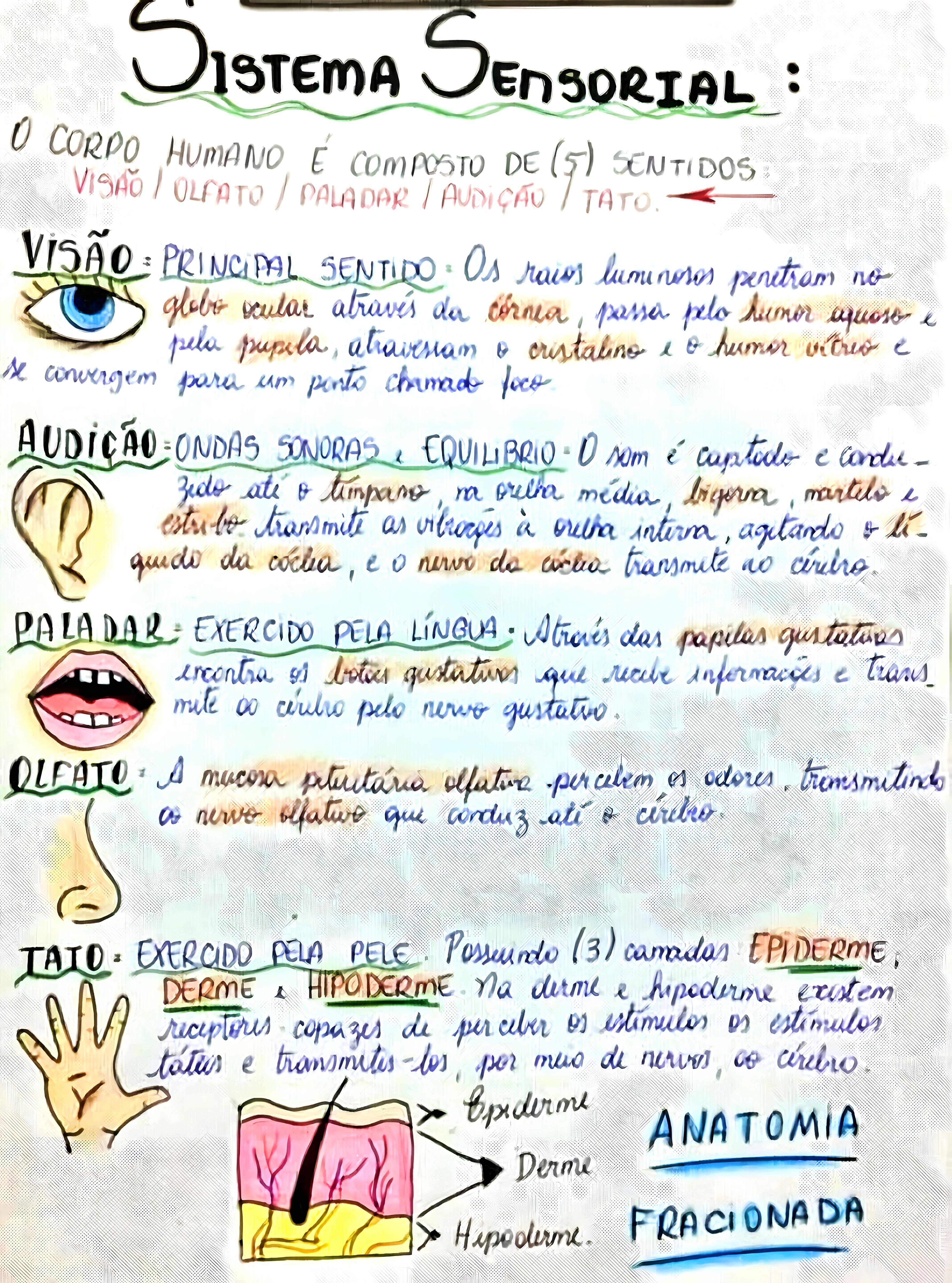 MAPA MENTAL SOBRE SISTEMA SENSORIAL