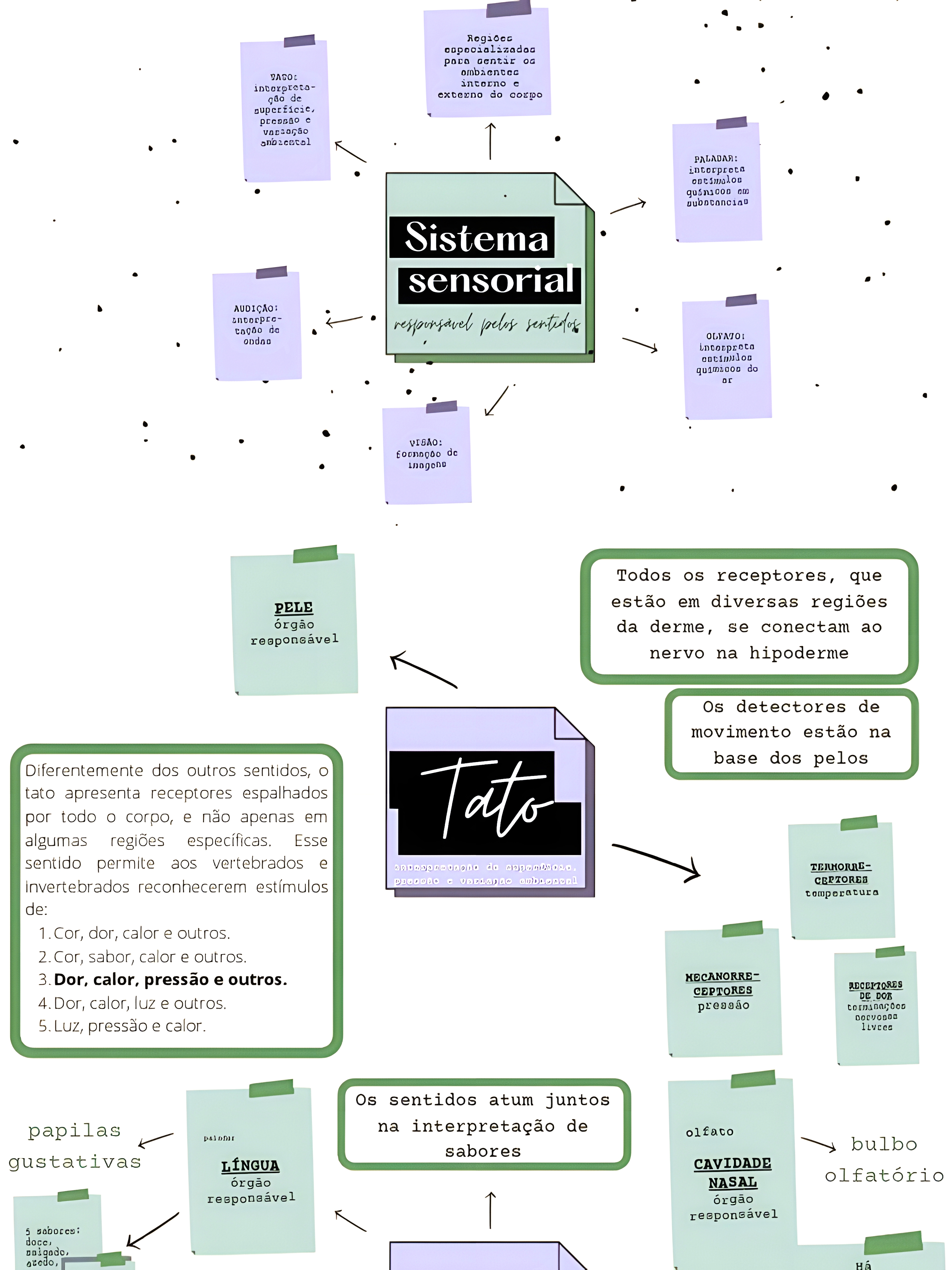 MAPA MENTAL SOBRE SISTEMA SENSORIAL