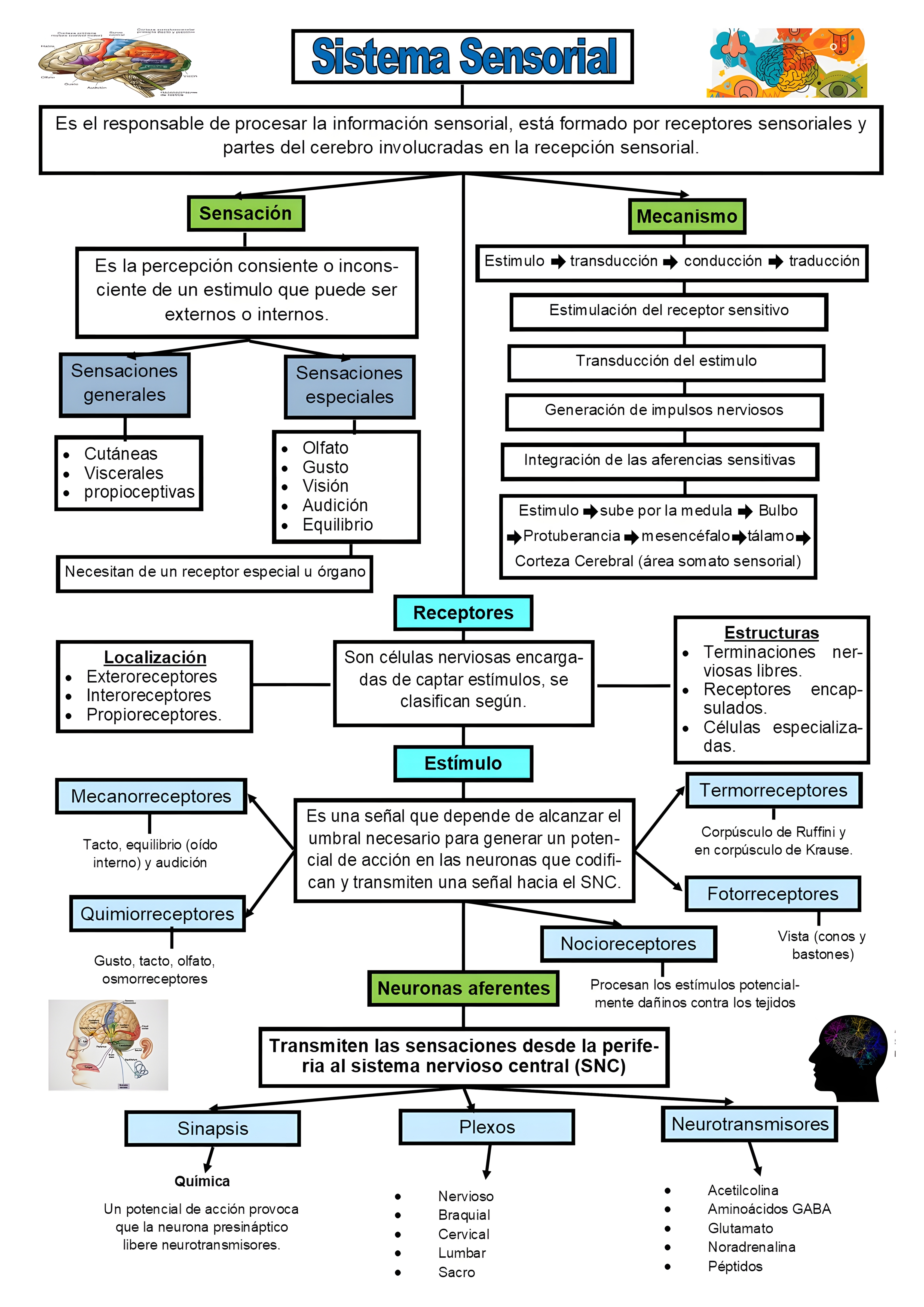 MAPA MENTAL SOBRE SISTEMA SENSORIAL