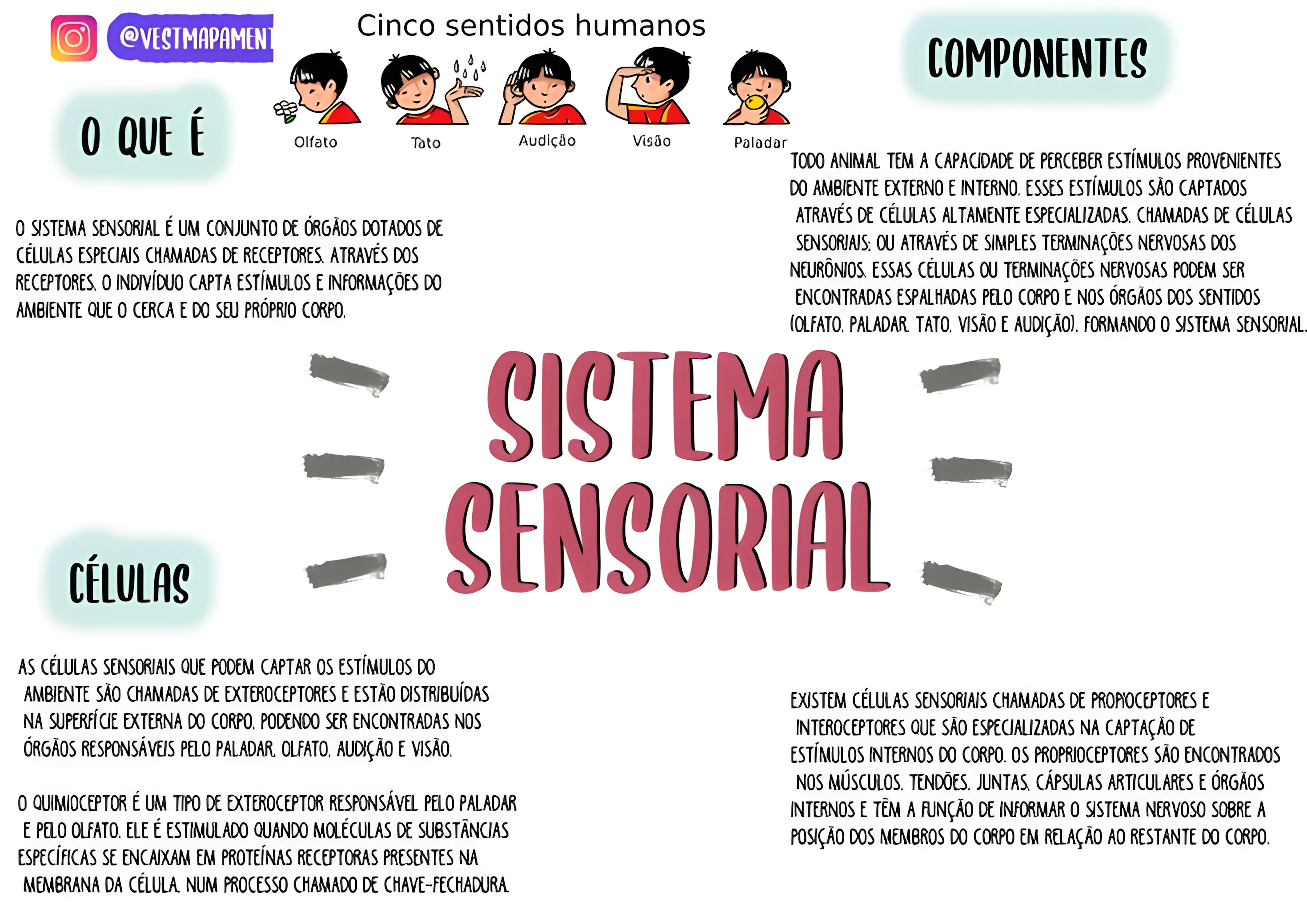 MAPA MENTAL SOBRE SISTEMA SENSORIAL