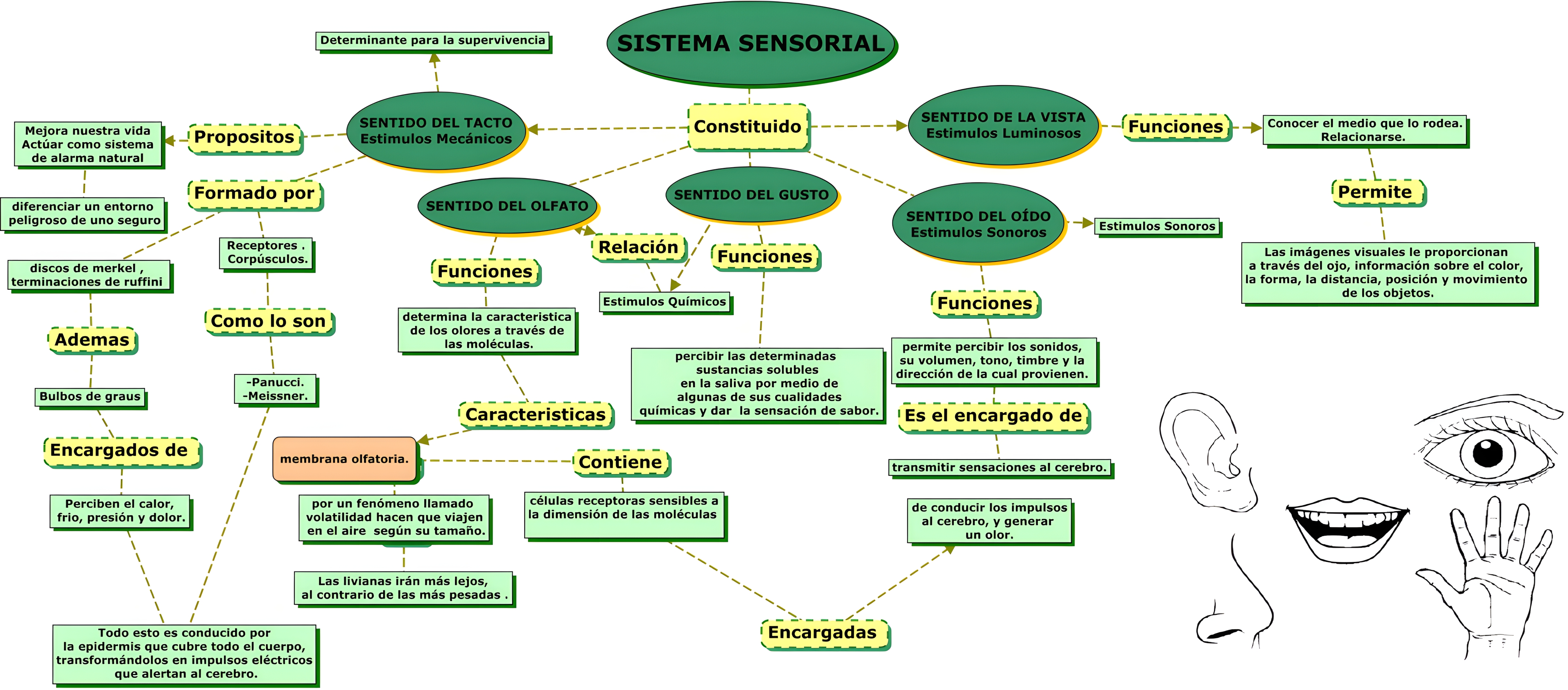 MAPA MENTAL SOBRE SISTEMA SENSORIAL